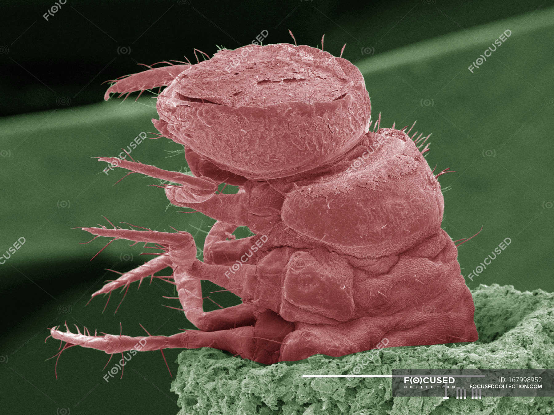 Coloured scanning electron micrograph of caddisfly larva in case — sem