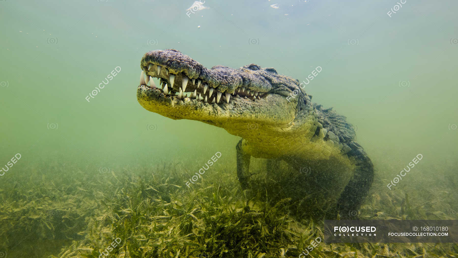 nile crocodile underwater