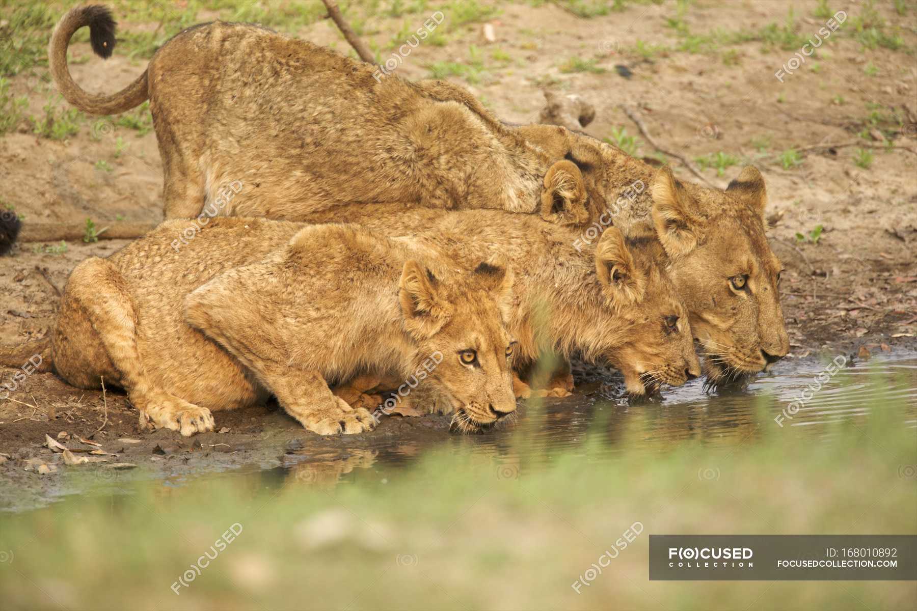 Лева попит. Лев пьет воду. Картинки Лев пьет. Два Лева пьют воду. Лев бухает.