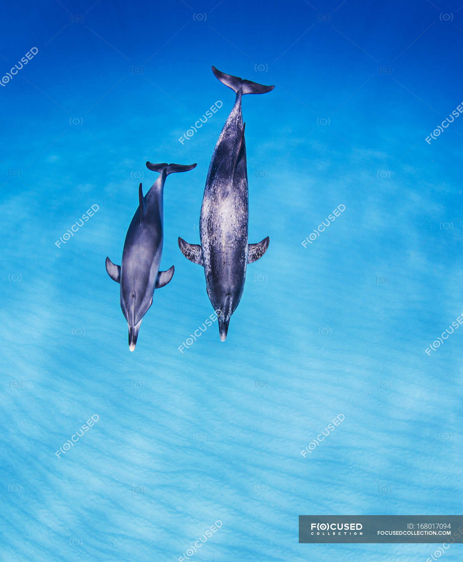 atlantic spotted dolphin calf