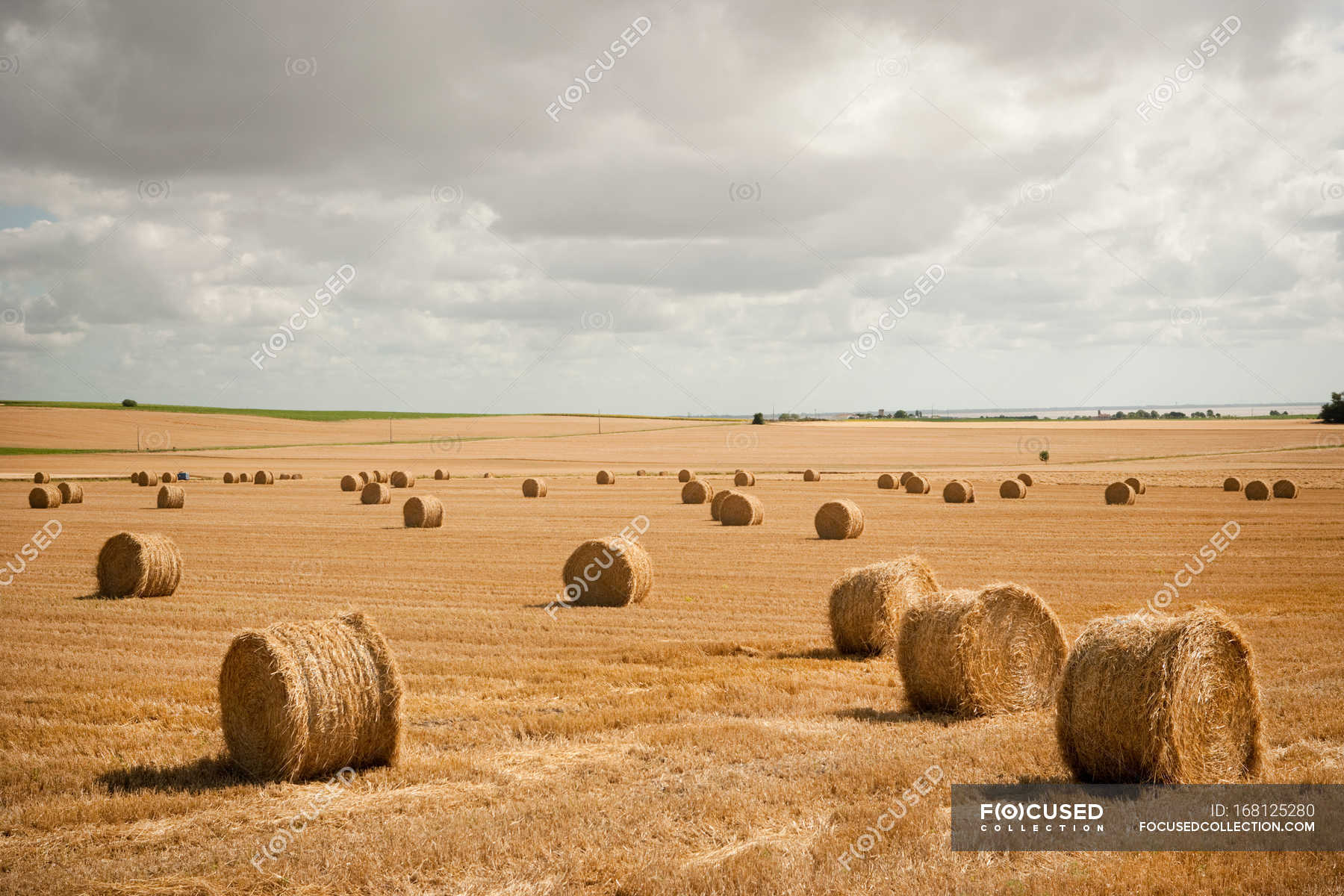 Round Hay Bales In Field Stock Photo