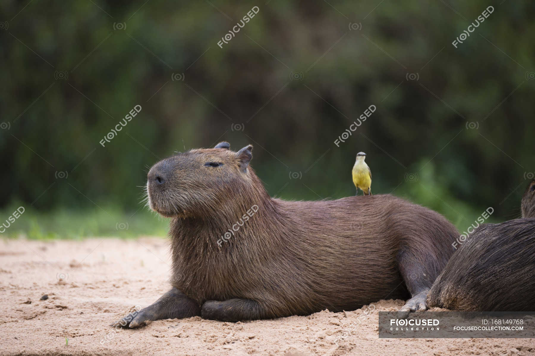 Gran kiskadee pájaro sentado en lindo capybara — América del Sur, posarse -  Stock Photo | #168149768