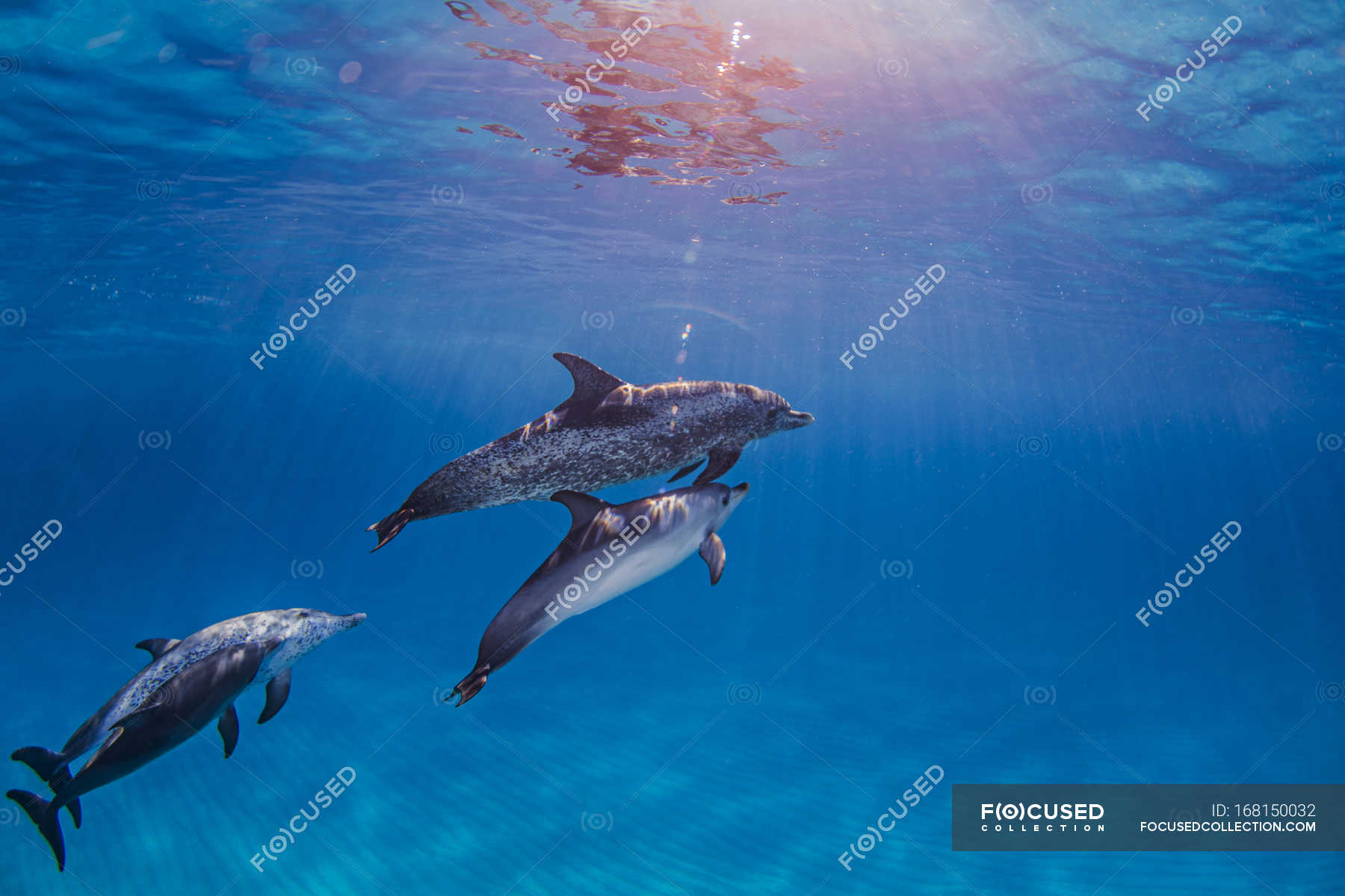 Group of Atlantic Spotted dolphins, underwater view — sea life, four Animals - Stock Photo