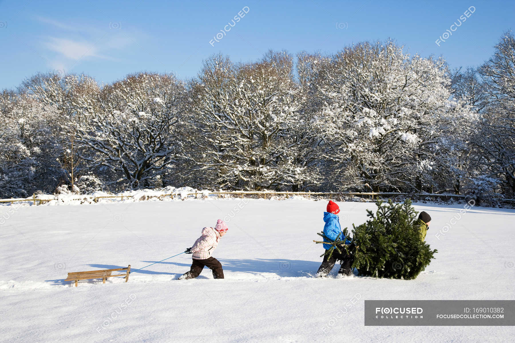 Children pulling Christmas tree — fresh, male - Stock Photo | #169010382