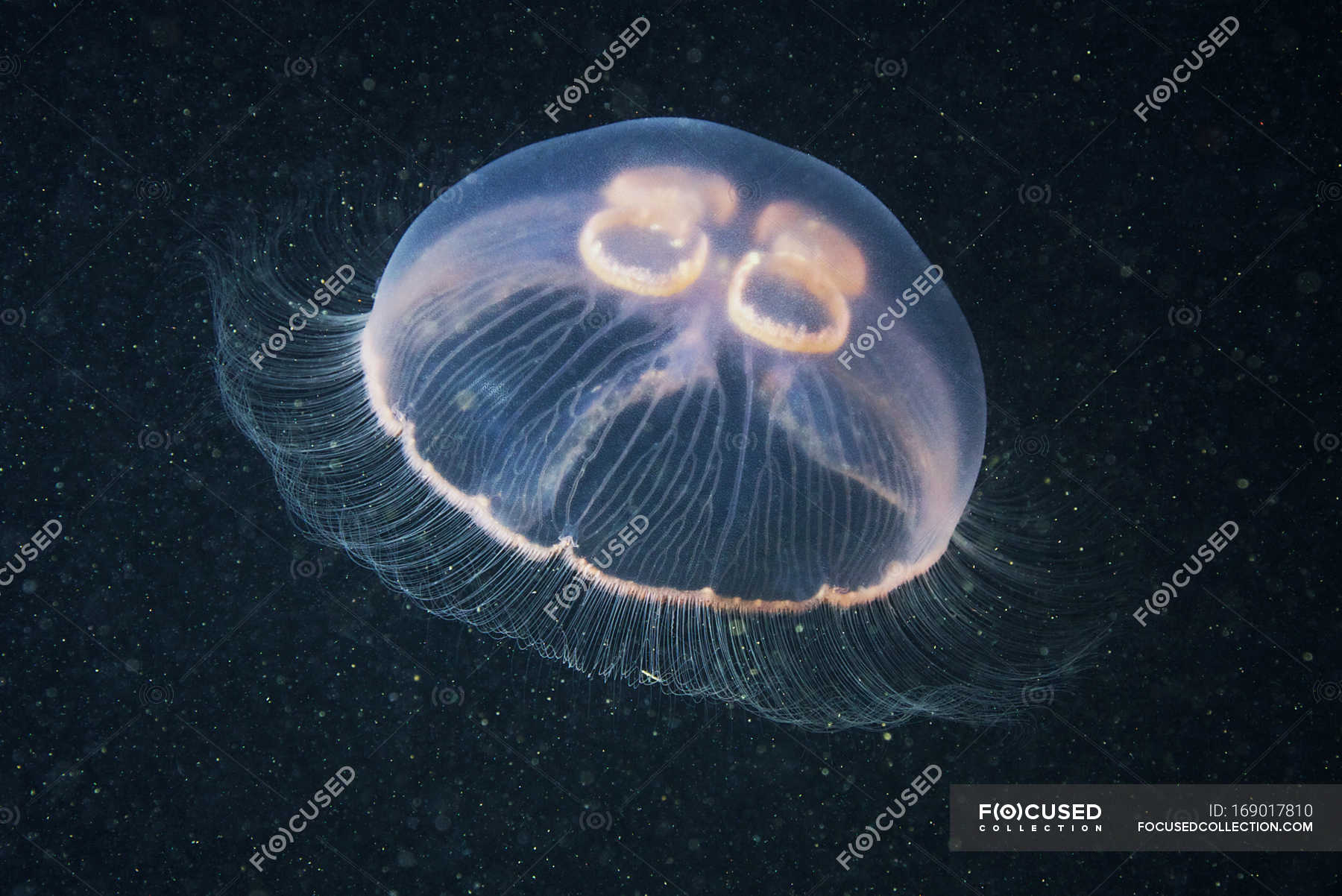 медузы черного моря
