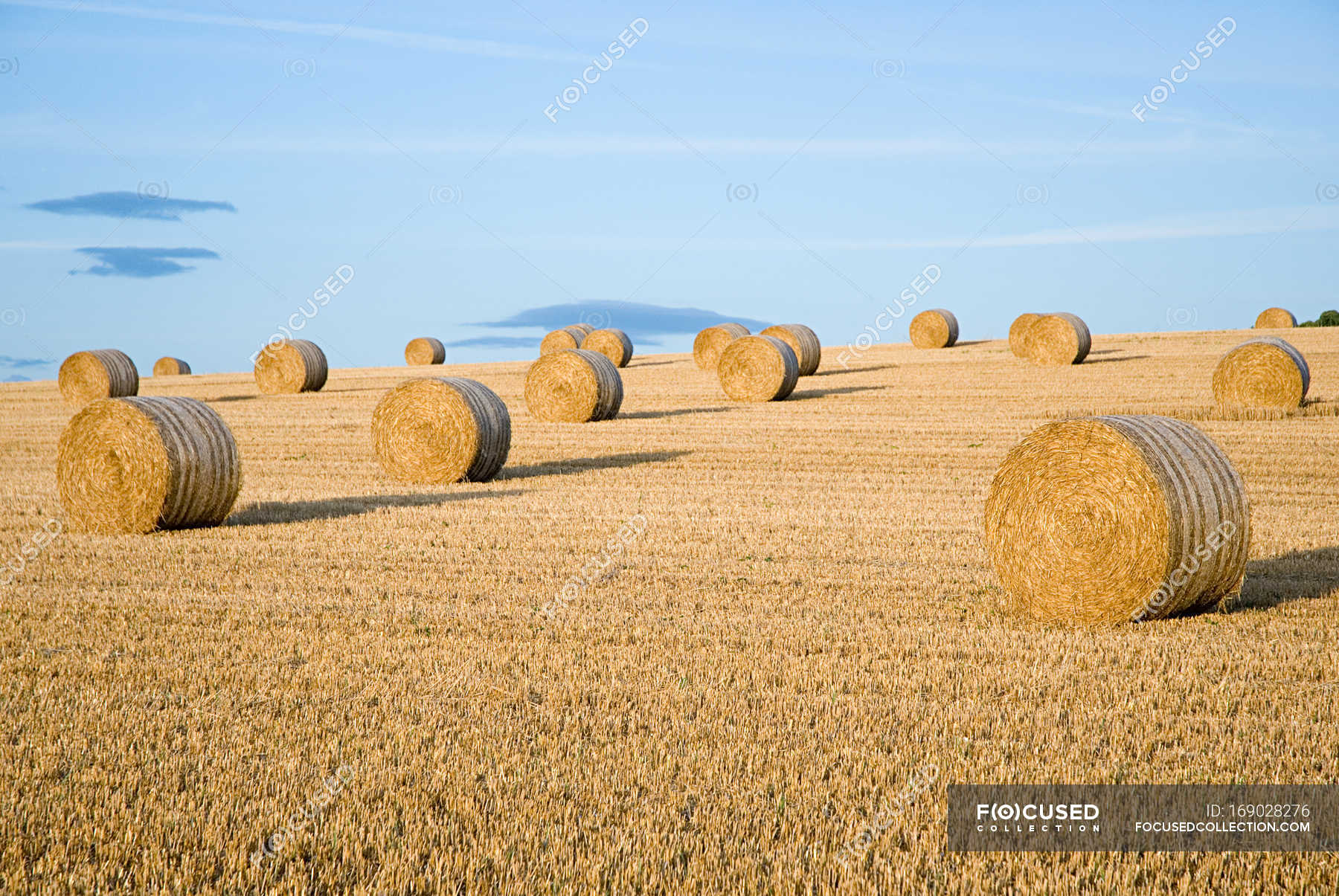 Hay bales on field in bright sunlight — blue sky, nature Stock Photo