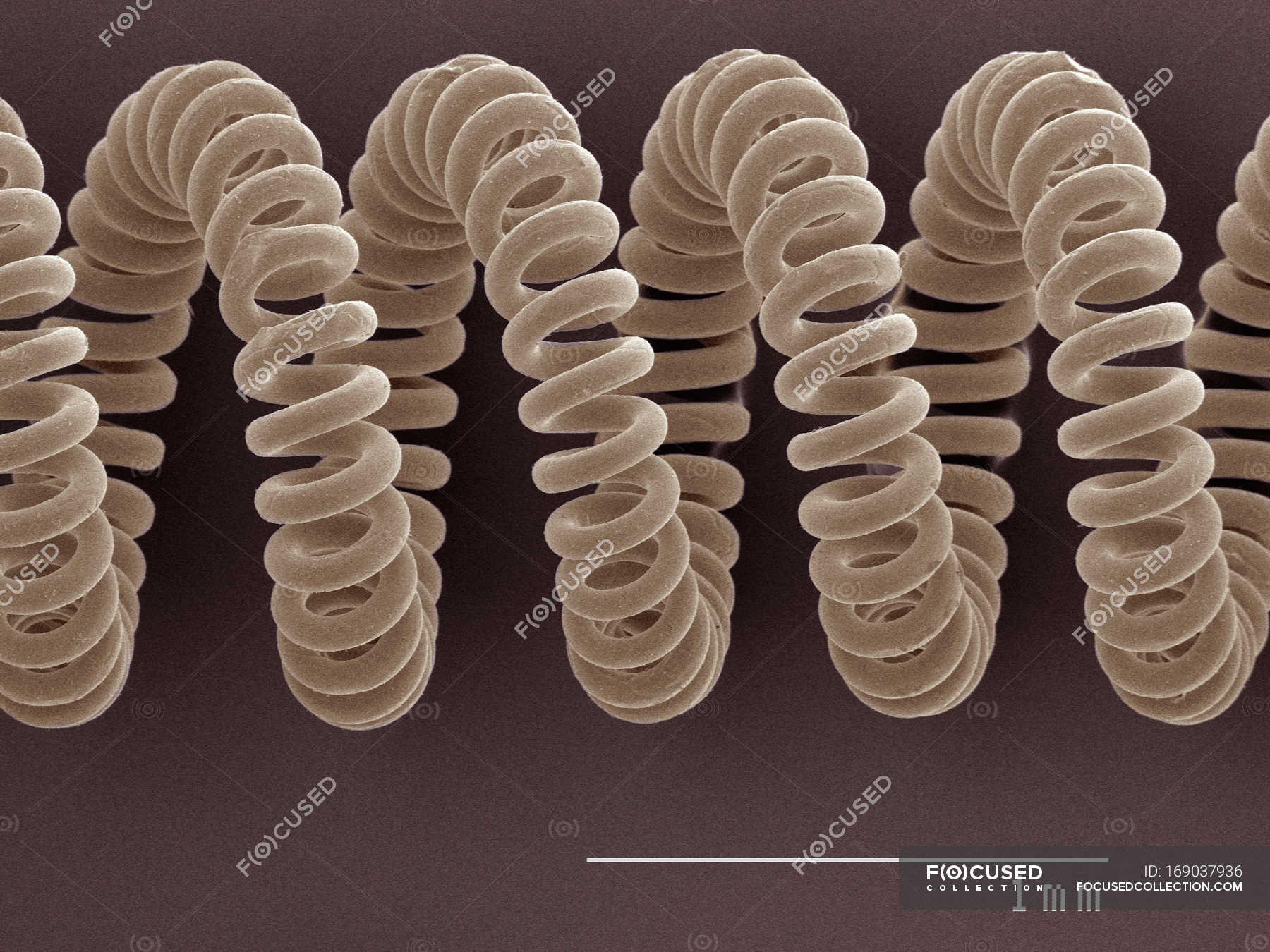 Coloured scanning electron micrograph of projector bulb filament