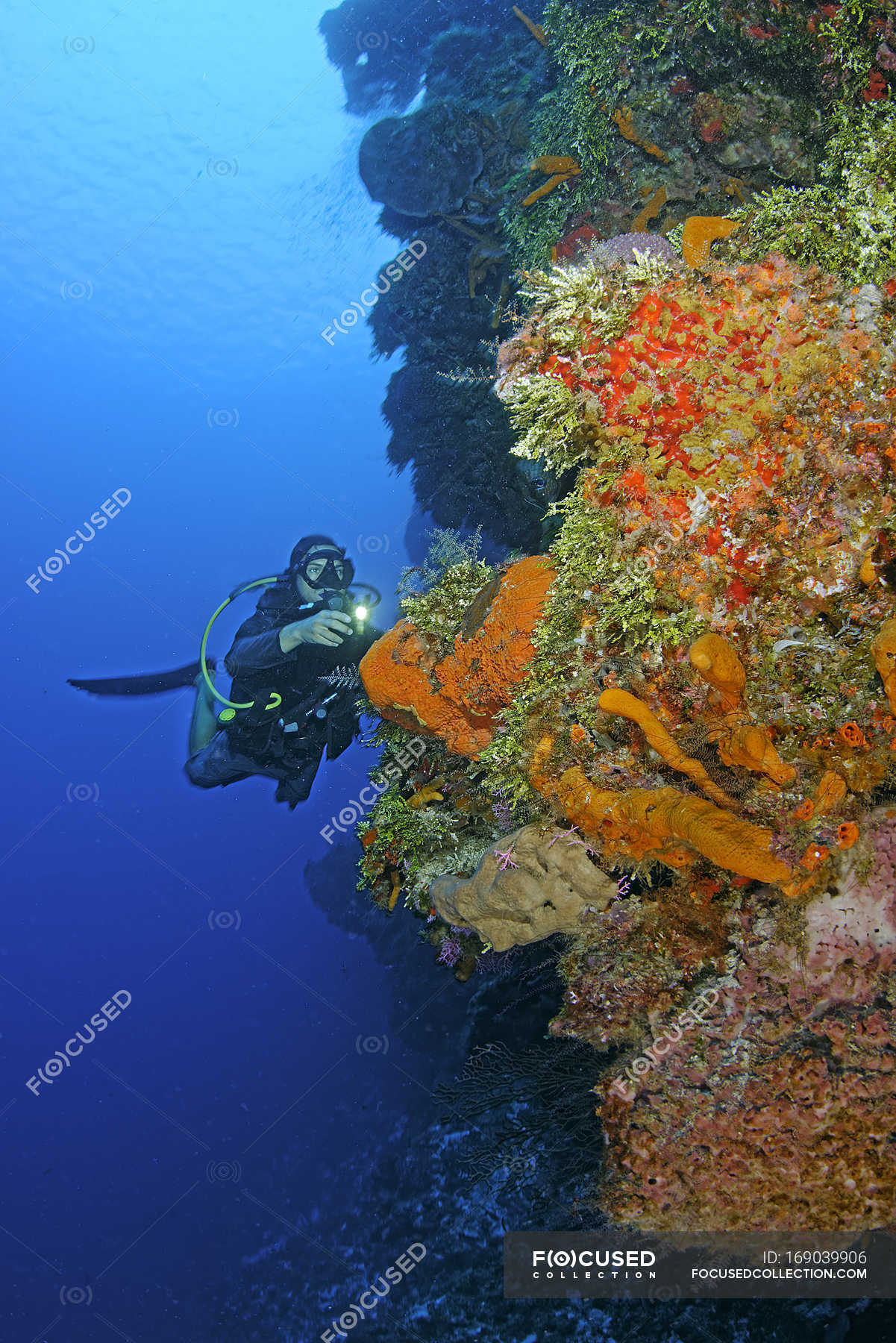 Diver exploring Palancar reef, Cozumel, Mexico — science collection, sea -  Stock Photo | #169039906