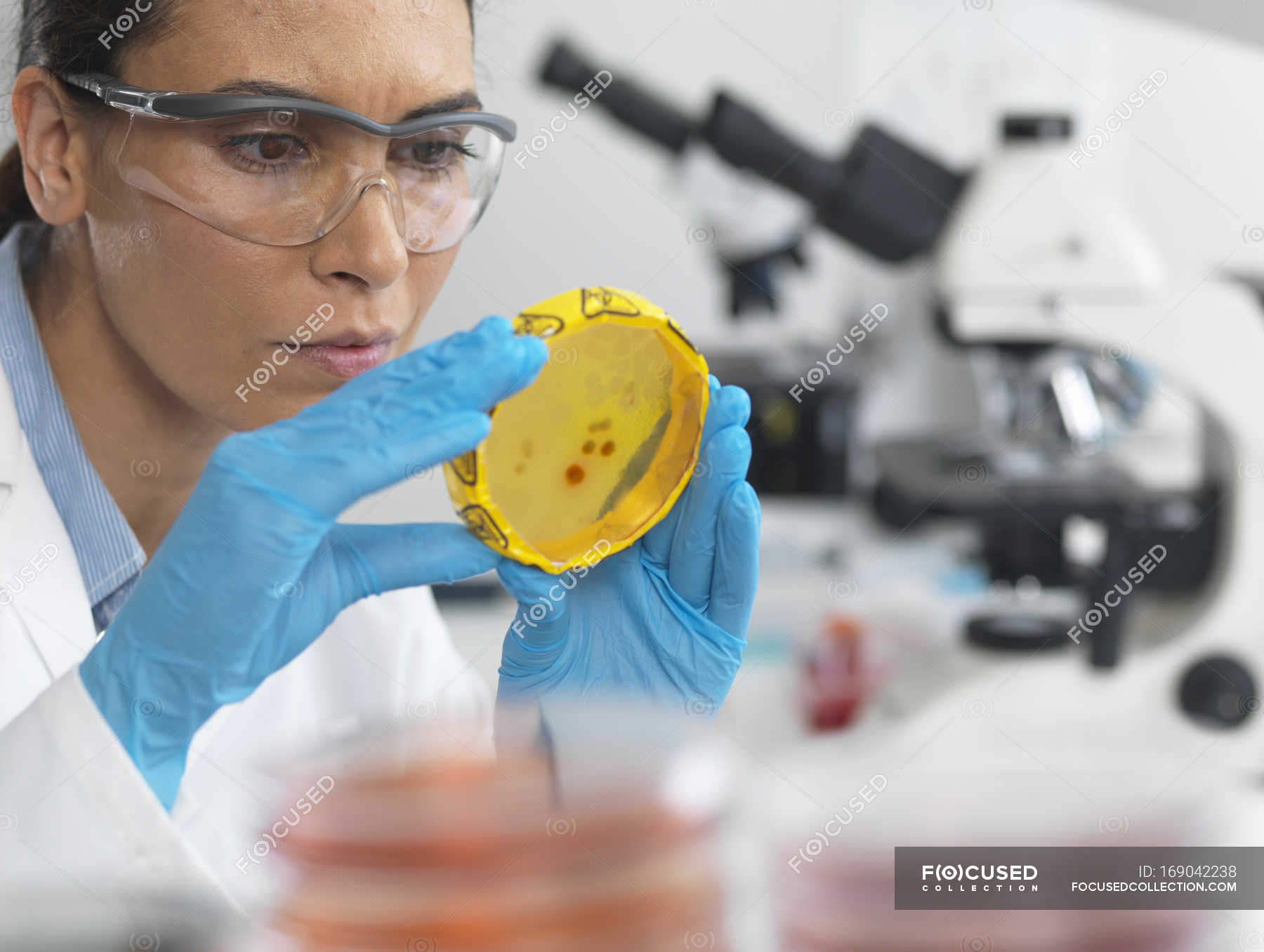 Scientist viewing culture growing in petri dish with biohazard tape in