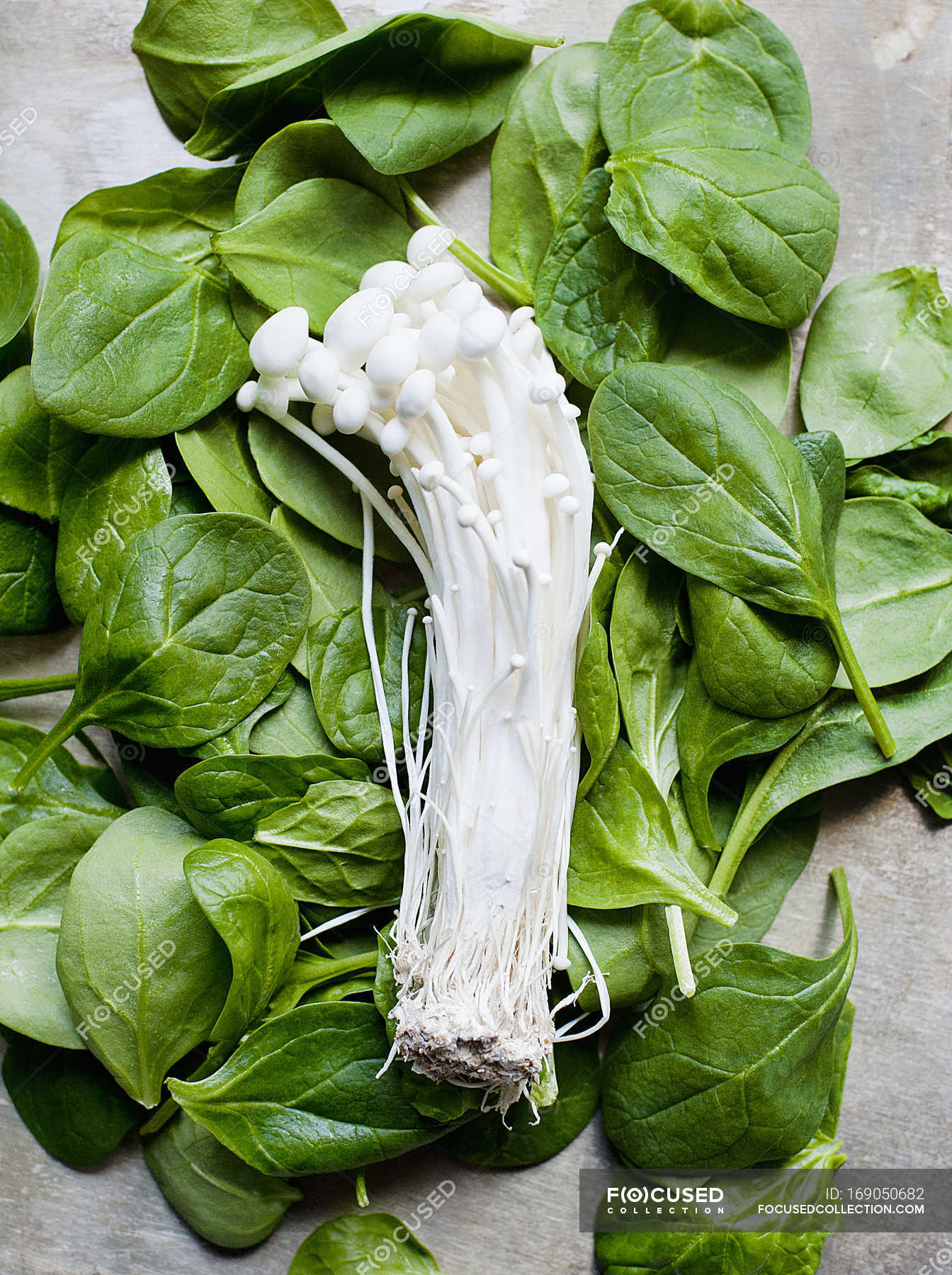 White enoki mushrooms and fresh spinach leaves — vivid, enokitake ...