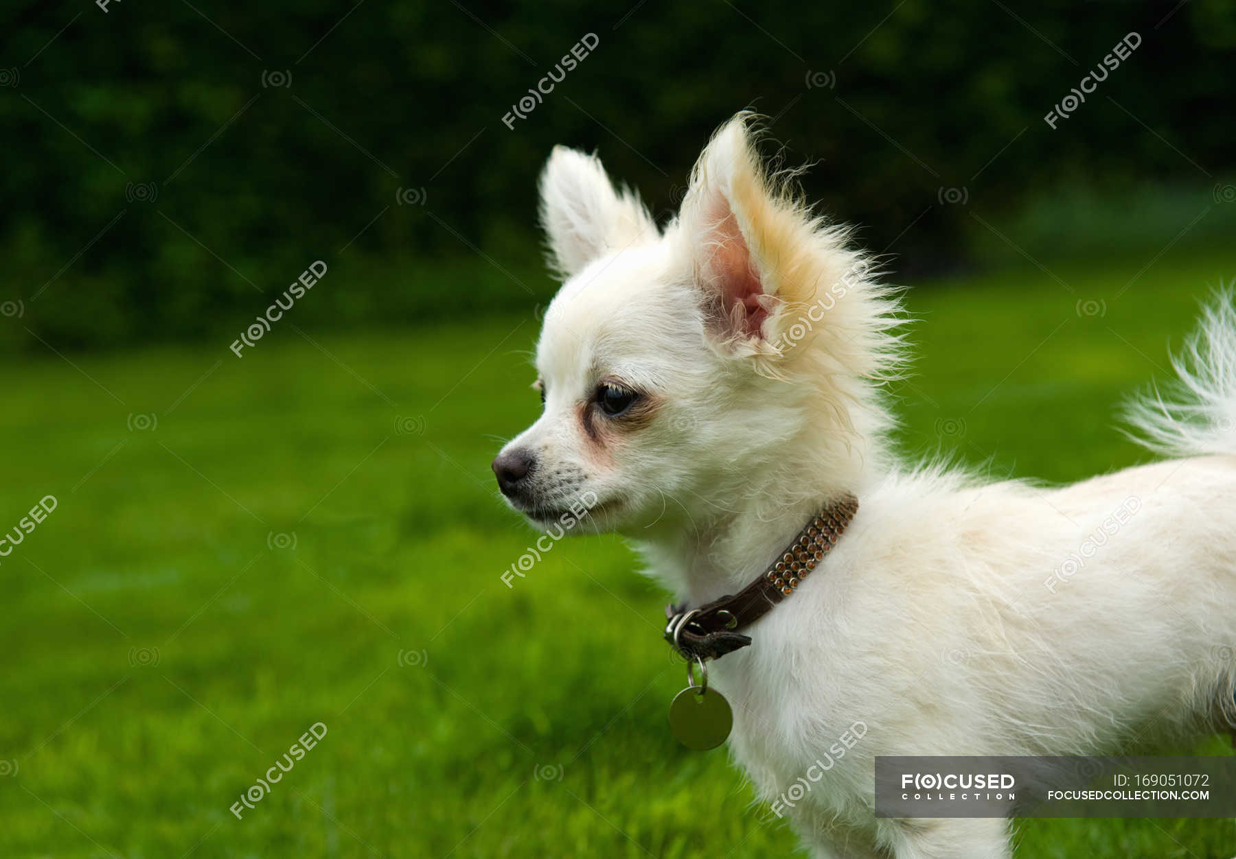 Long Haired Chihuahua Standing On Grass One Animal Side View