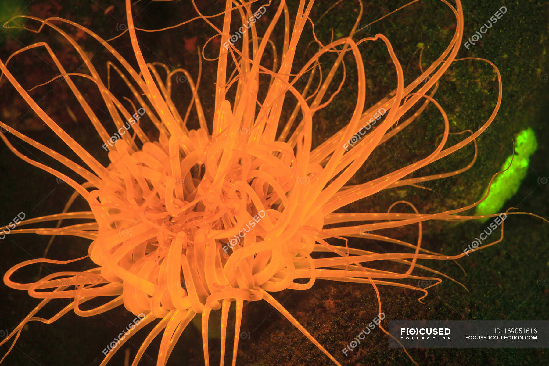 orange sea anemone