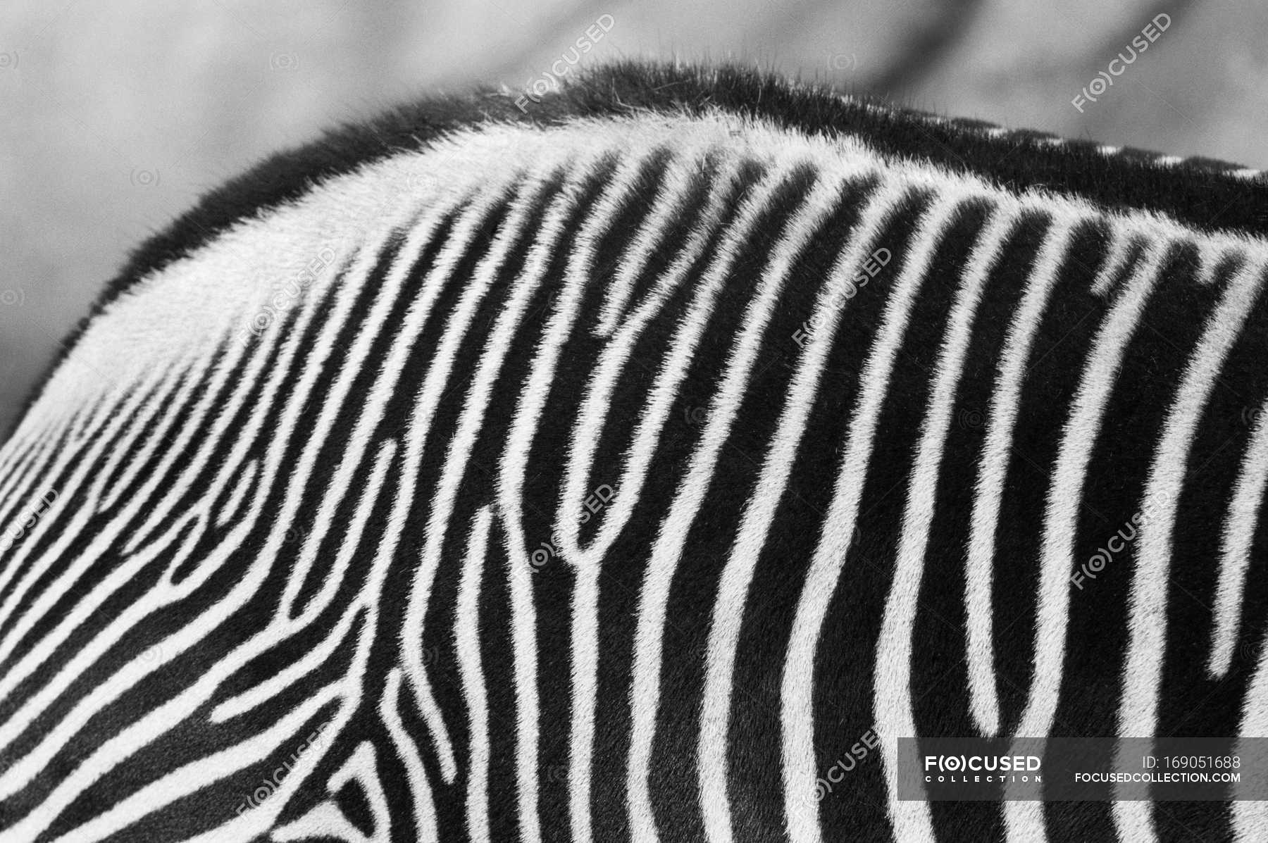 Close-up view of zebra pelt — nature, mammal - Stock Photo | #169051688