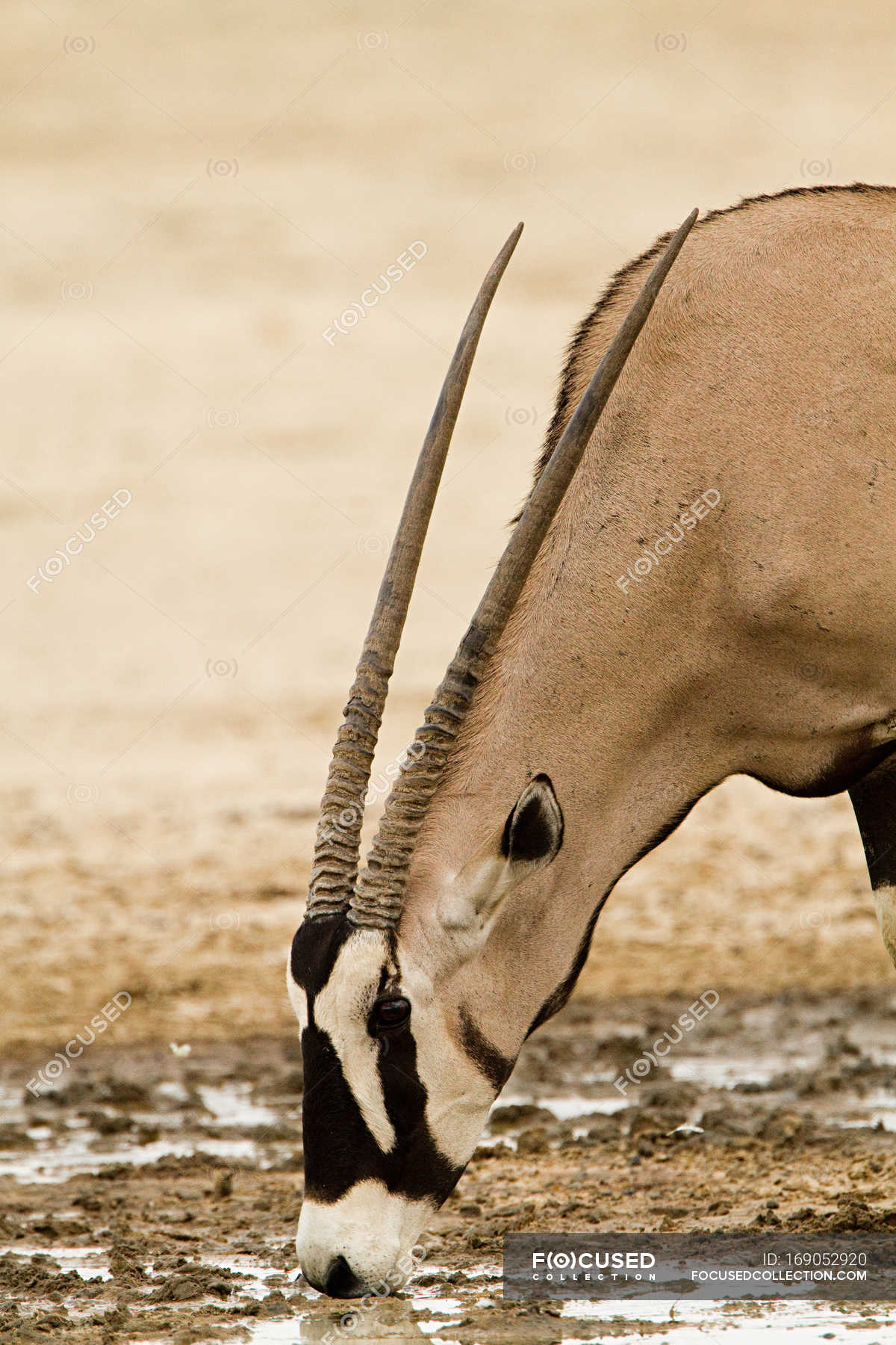 gemsbok horn