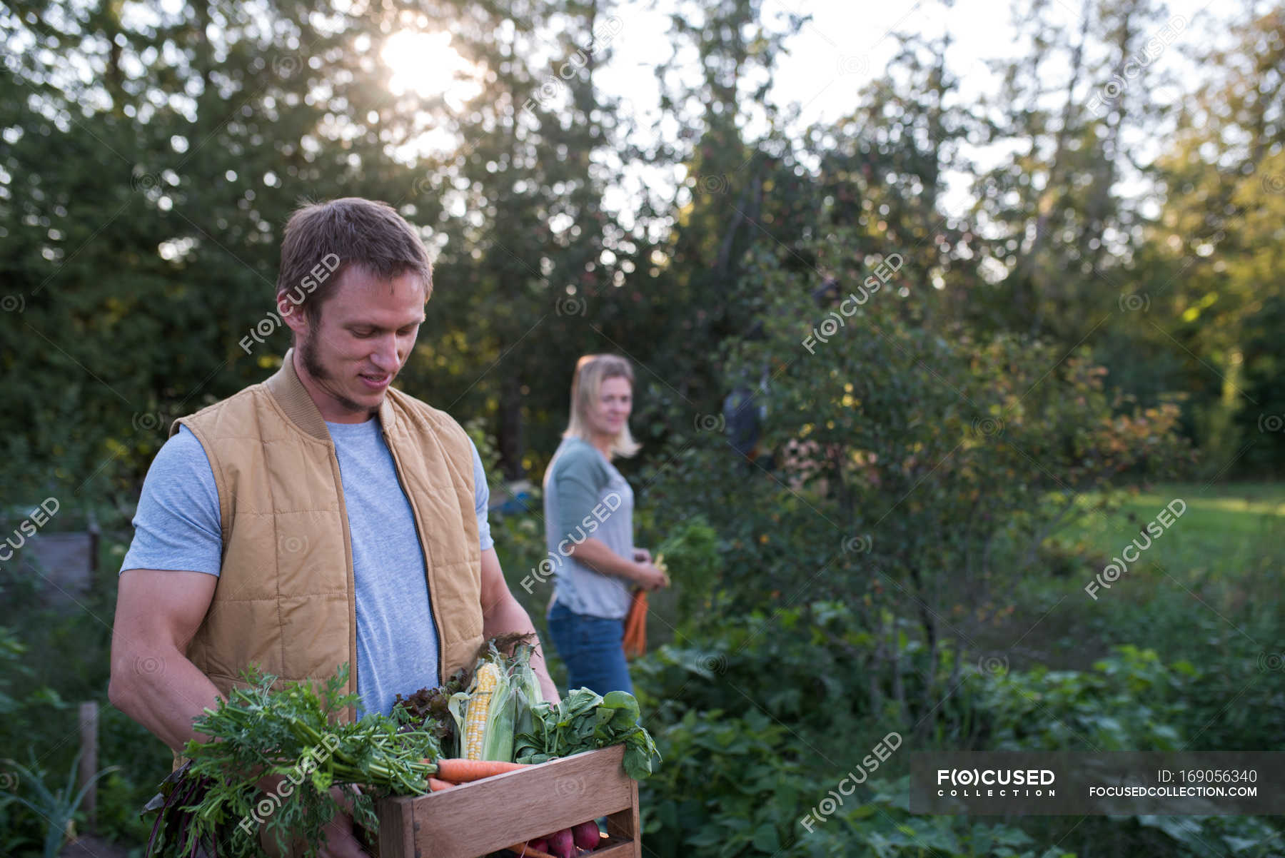 Woman picking crops on farm, man holding crate of crops — female ...