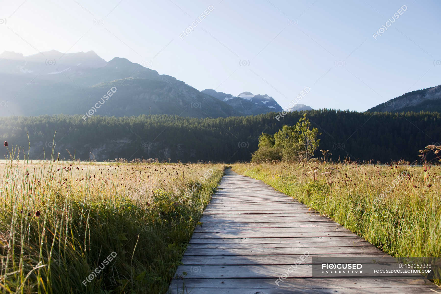 Wooden Path Through Green Grass Idyllic Scenics Stock Photo