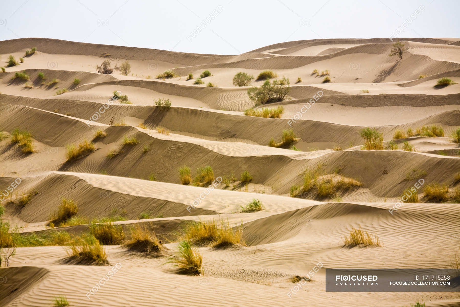 Karakum Desert Sand Dunes With Bushes Dry Remote Setting Stock Photo