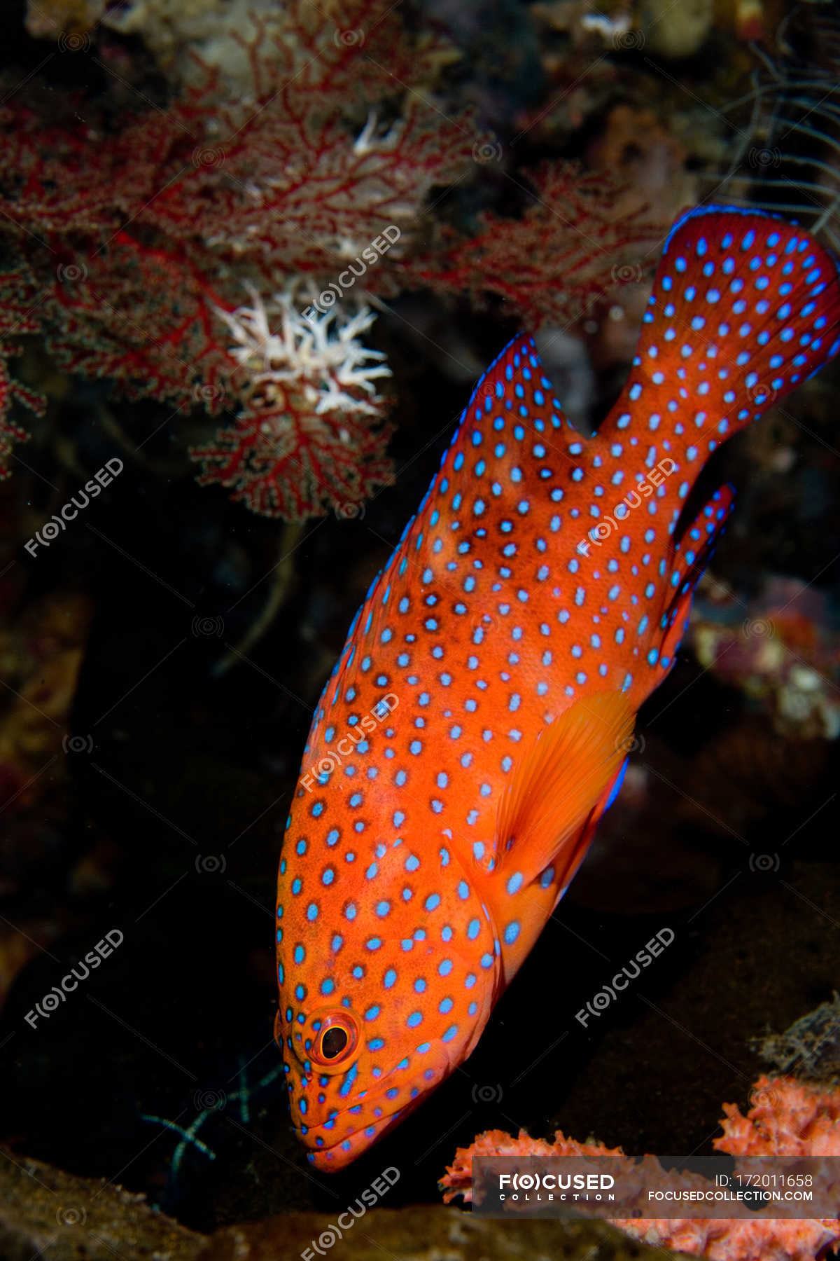 trout swimming underwater