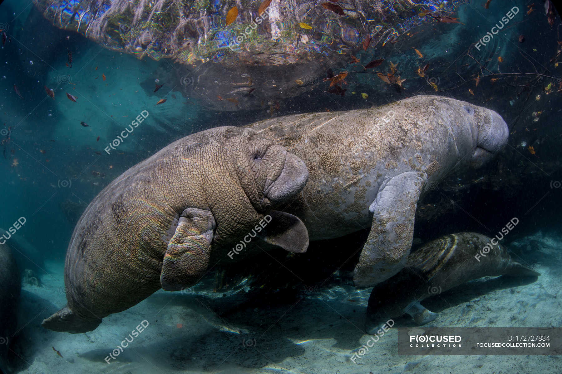 Sea manatees floating under water — mammals, sea cows - Stock Photo |  #172727834