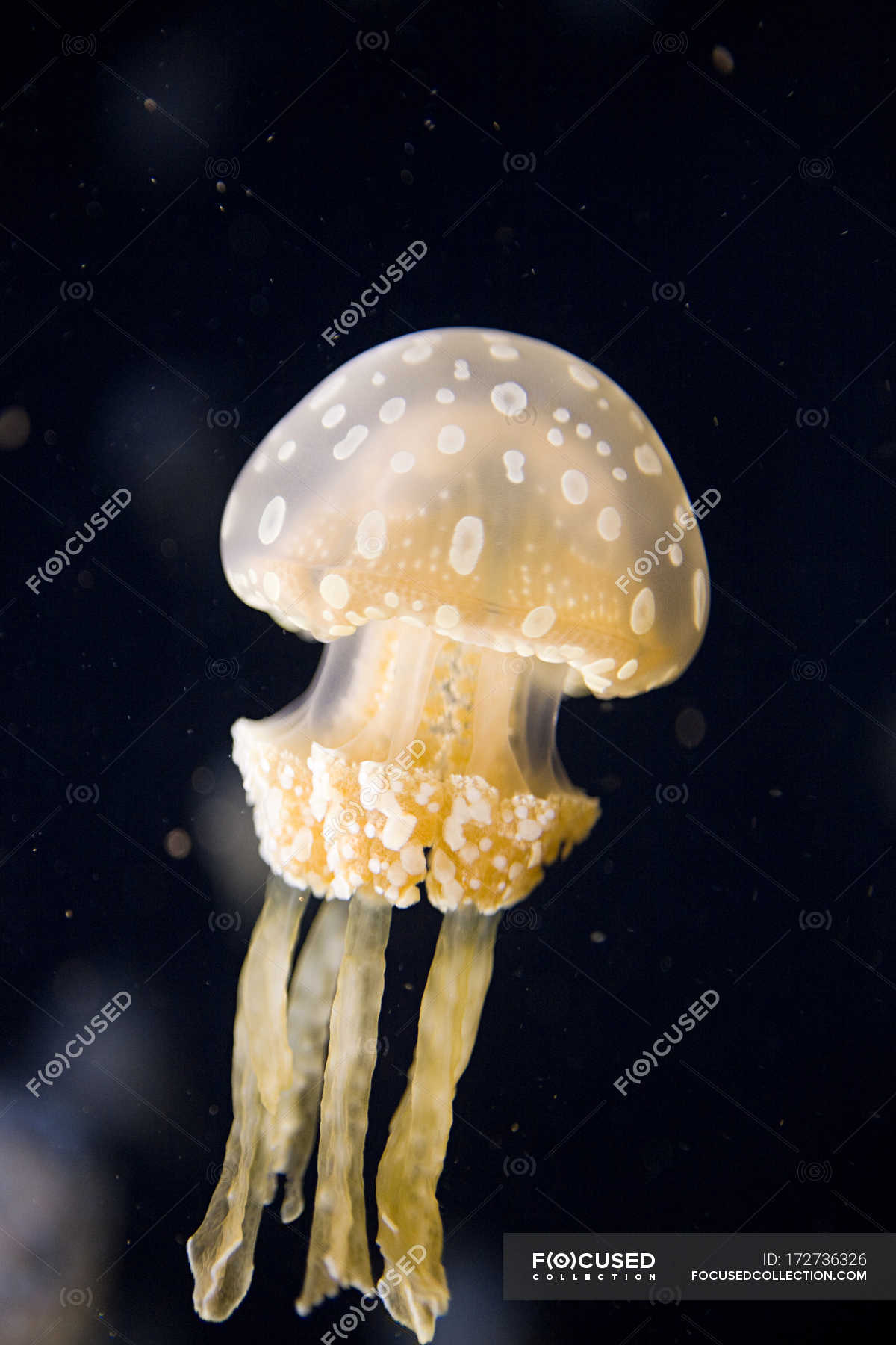 Australian spotted jellyfish — White Color, Animal Themes - Stock Photo ...