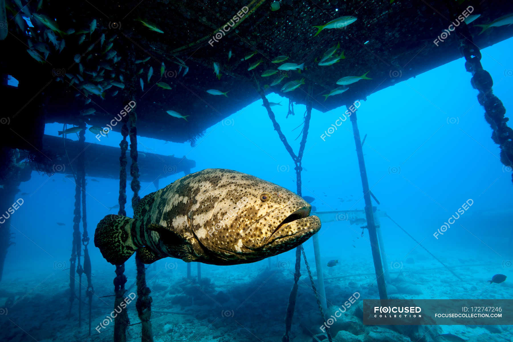 Goliath Grouper And Structure Atlantic Ocean Nobody Stock Photo 172747246