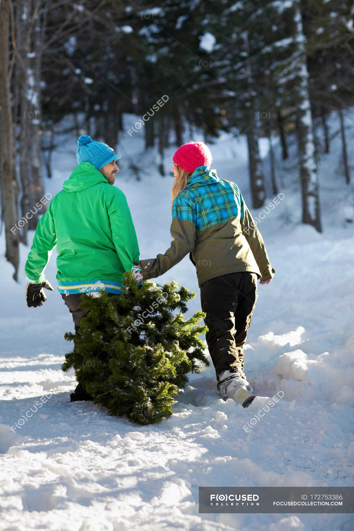 Couple dragging christmas tree through snow — leisure, female - Stock ...