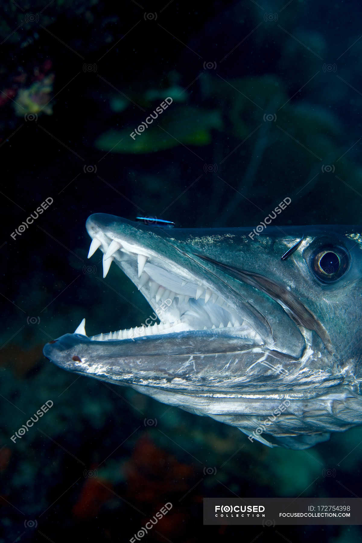 Close up shot of great barracuda with open mouth — under water