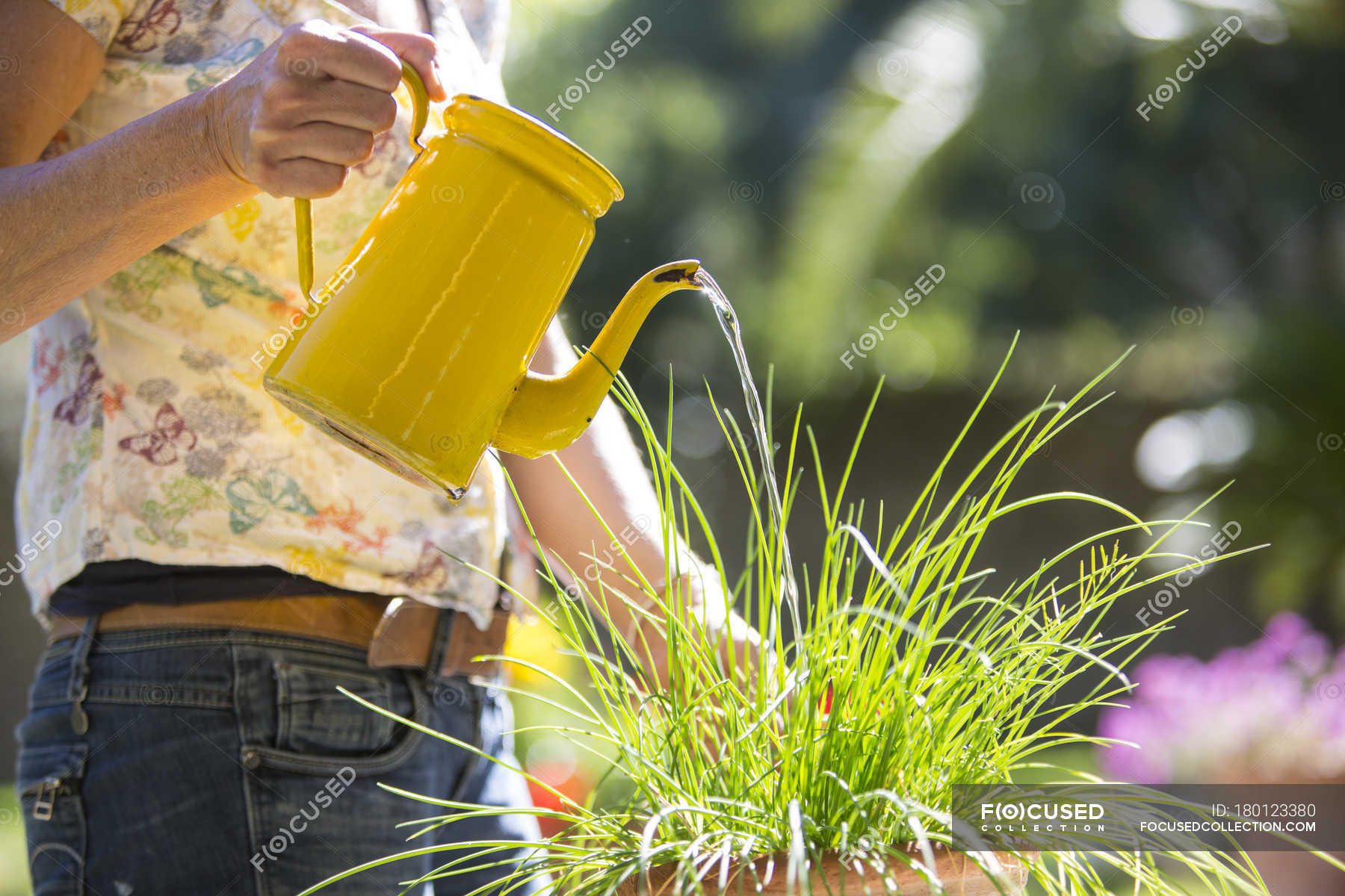 Капельный полив для комнатных растений. Девушка с лейкой. Полить цветы медом. Полив цветников. Поливать цветы.