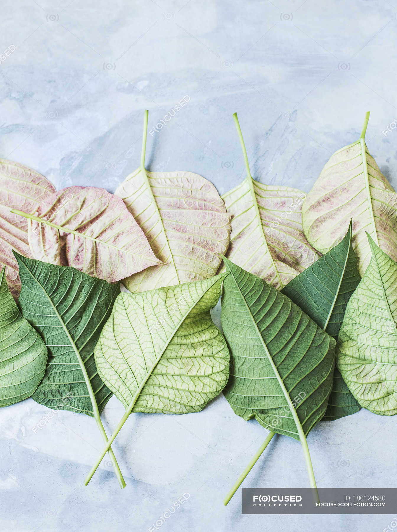 Studio shot, overhead view of leaves upside down in rows — green color