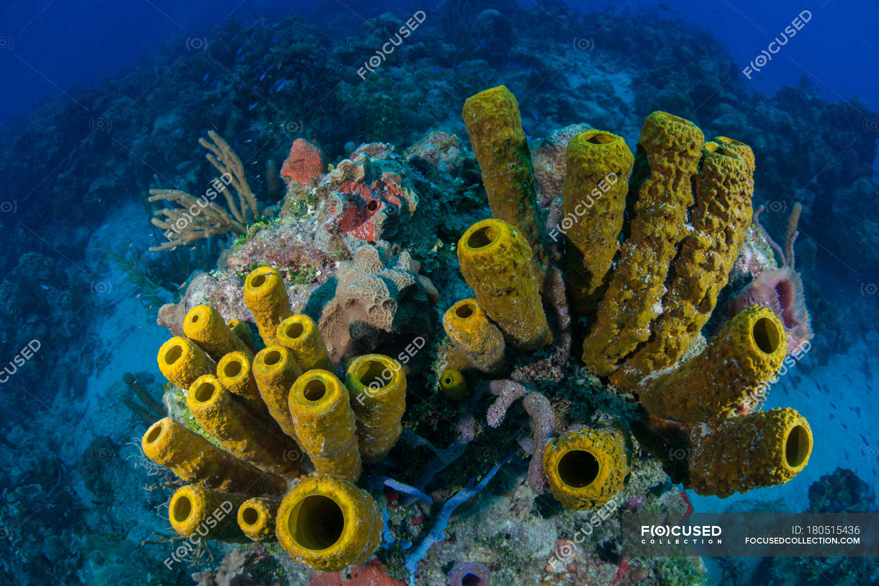 Много губок. Губки Porifera Spongia. Трубчатые кораллы. Морские трубчатые губки. Губки многоклеточные животные.