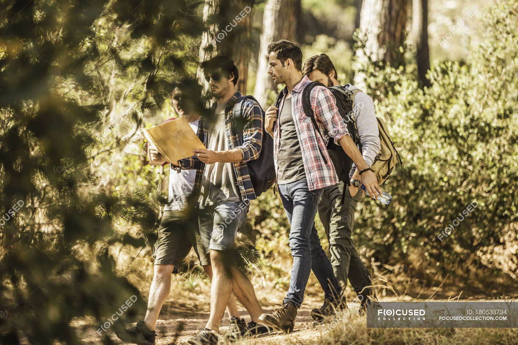 Four male hikers reading map whilst hiking in forest, Deer Park, Cape ...