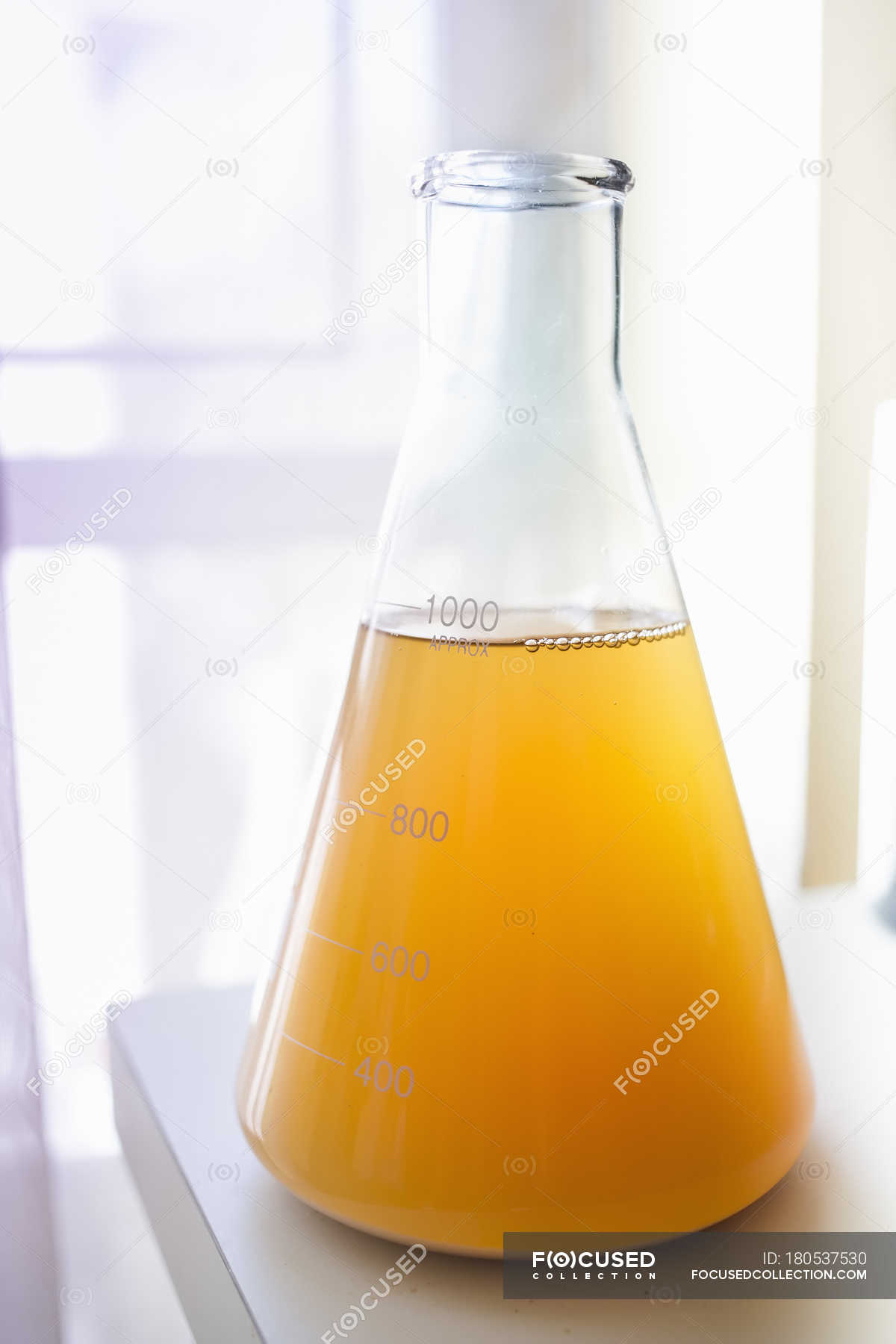 Close up of flask containing yeast for home brew beer — preparation