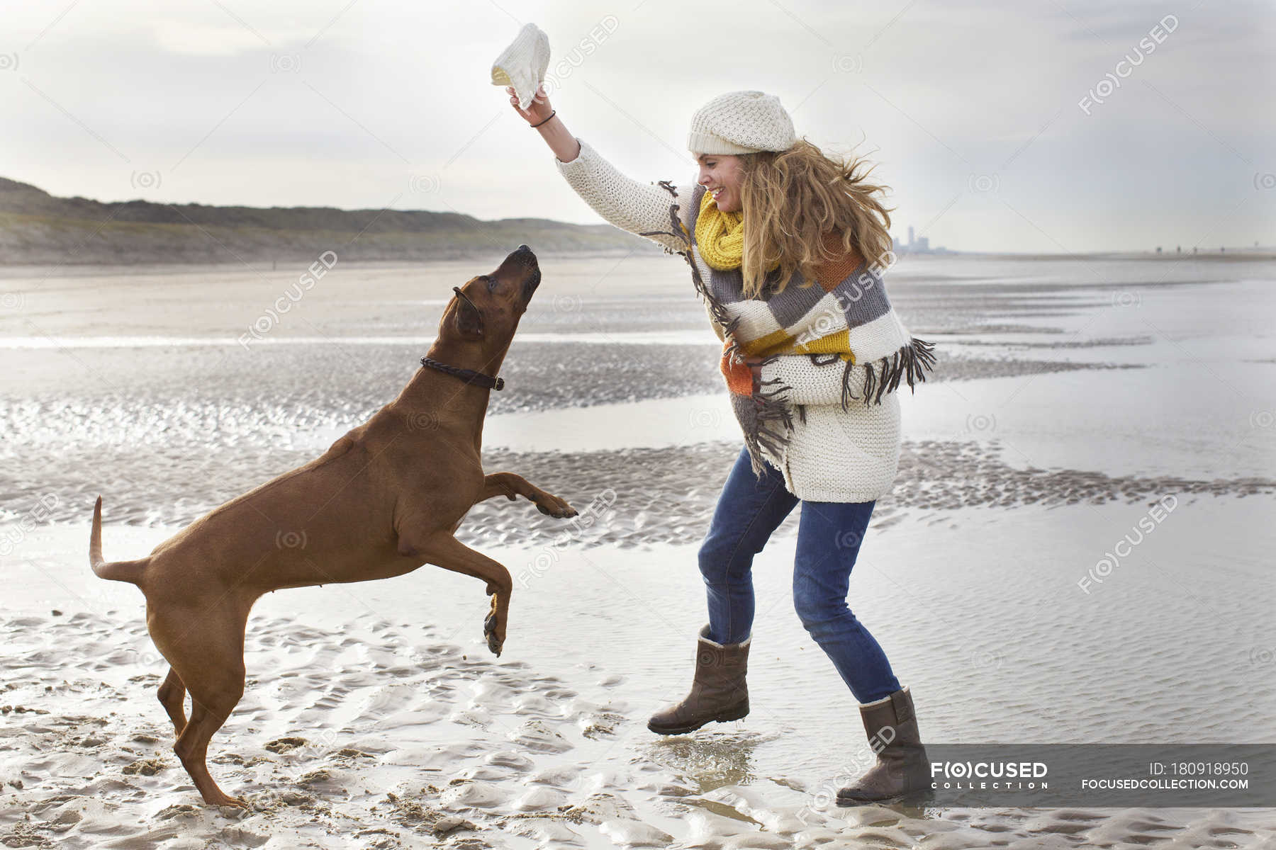 Mid Adult Woman Teasing Dog At Beach Bloemendaal Aan Zee Netherlands Rural Carefree Stock Photo 180918950