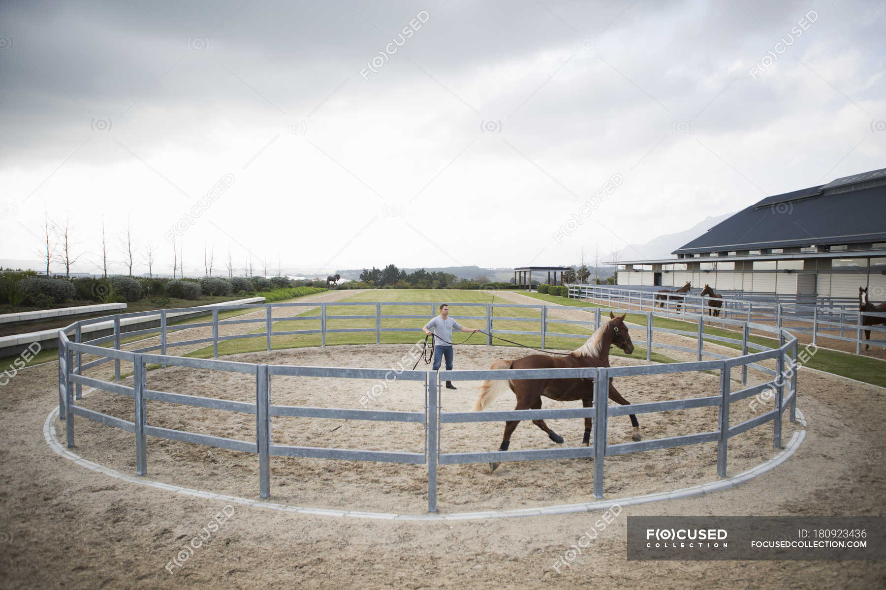 Male stablehand training palomino horse around paddock ring — trotting