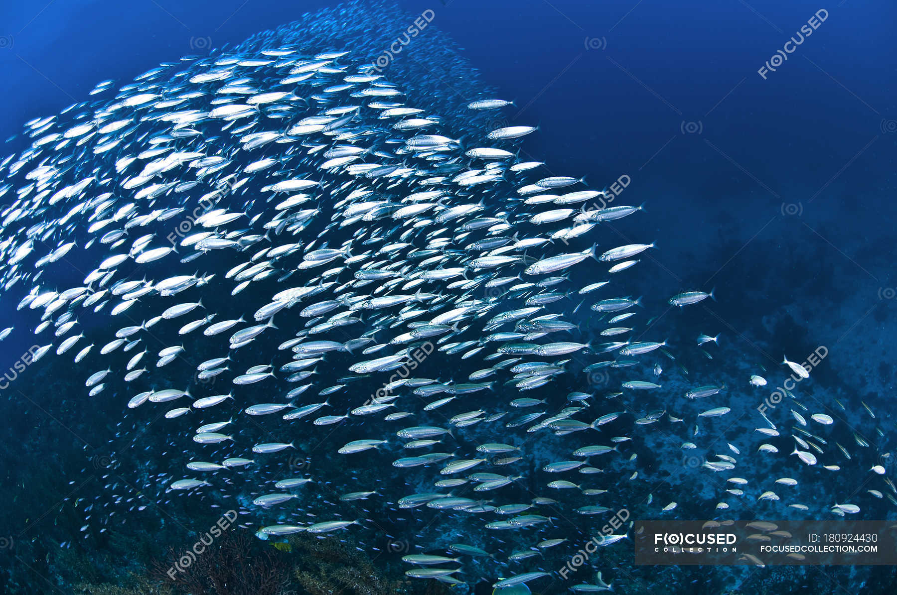 large-group-of-schooling-fish-under-water-sea-life-blue-stock