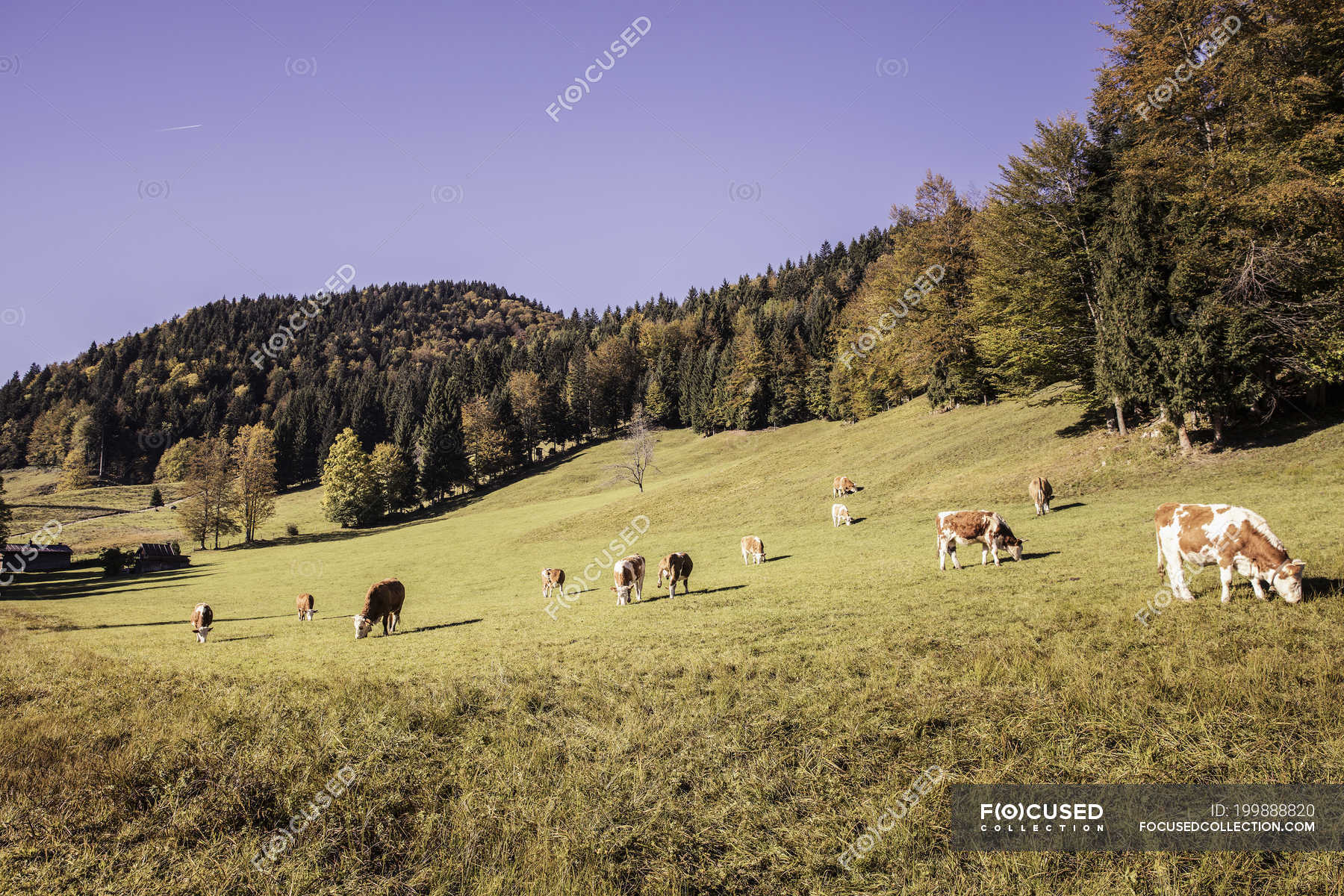 Cows grazing on forest hillside, Bavaria, Germany — animals, herd