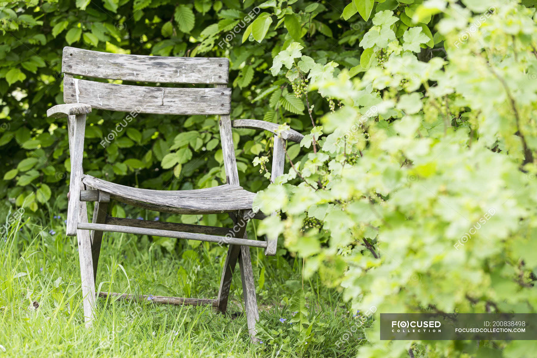 Old dilapidated garden chair — broken, shrub - Stock Photo | #200838498