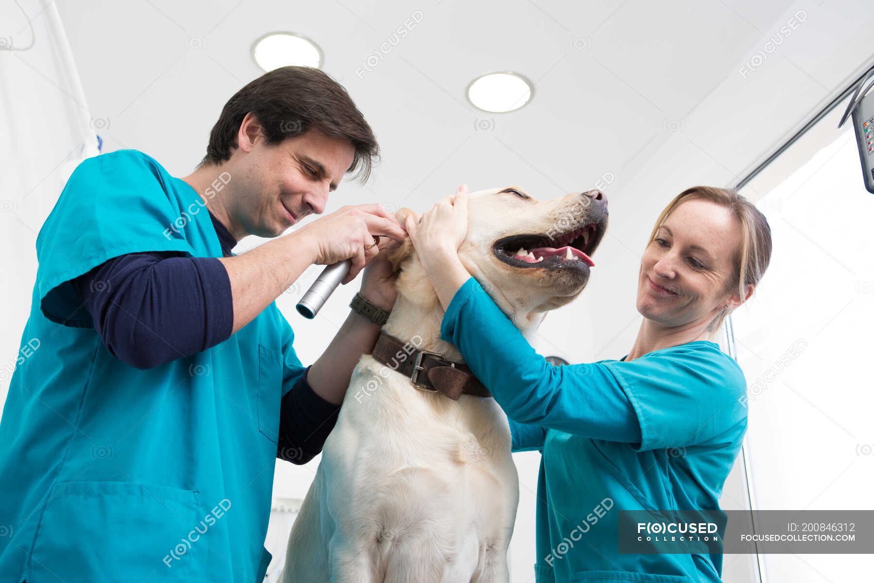 Vets giving labrador retriever ear checkup — care, happiness Stock