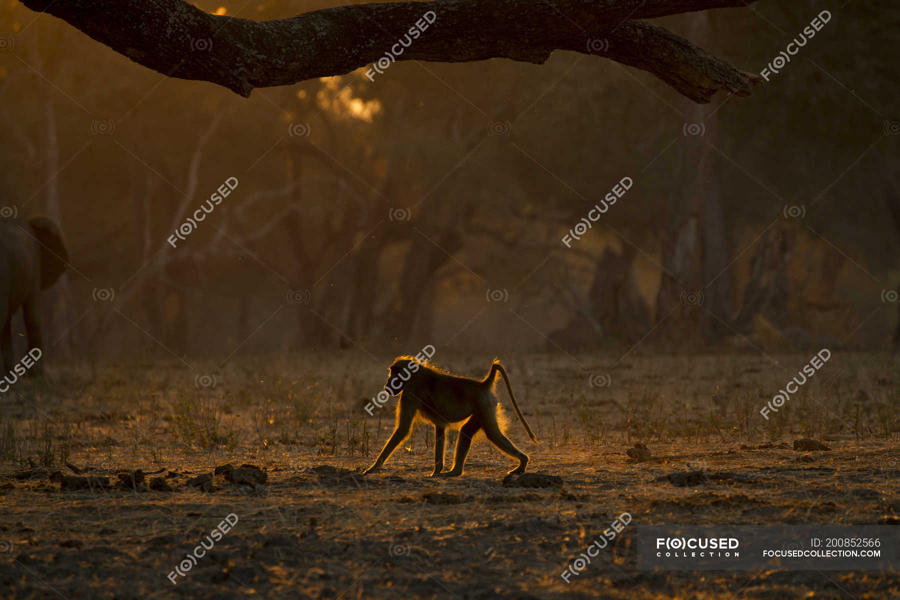 Side view of baboon walking on ground during sunset — single, beautiful ...