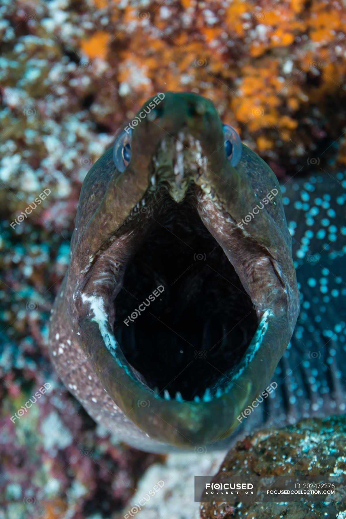 Close up of Moray Eel with mouth open, Seymour, Galapagos, Ecuador