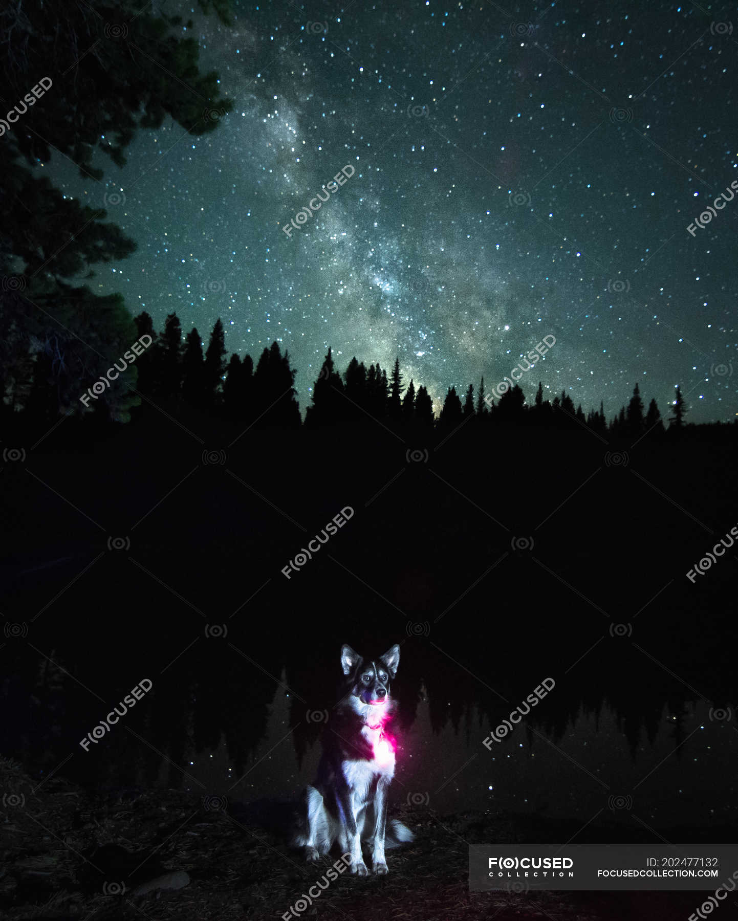 are dogs allowed at the milky way