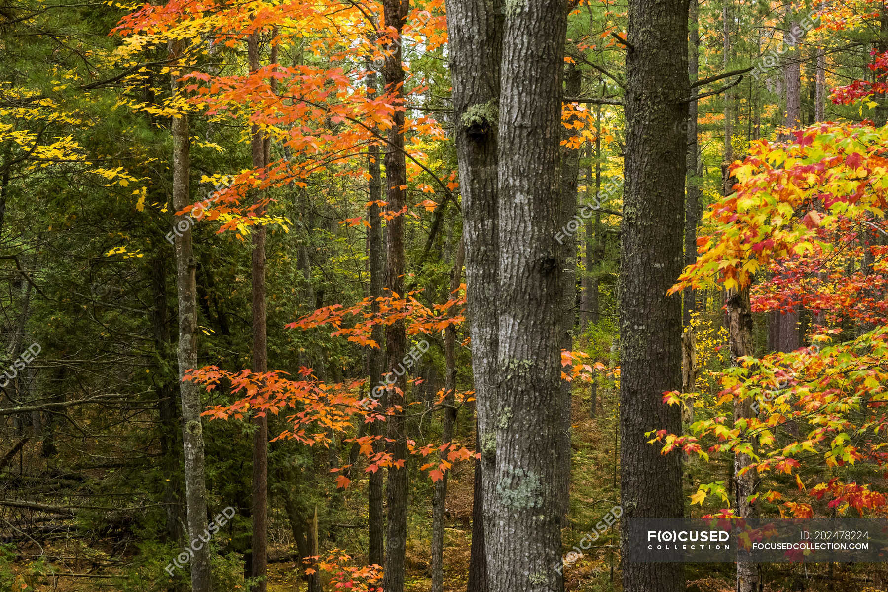 Trees in woodland in autumn, Harbor Springs, Michigan, United States