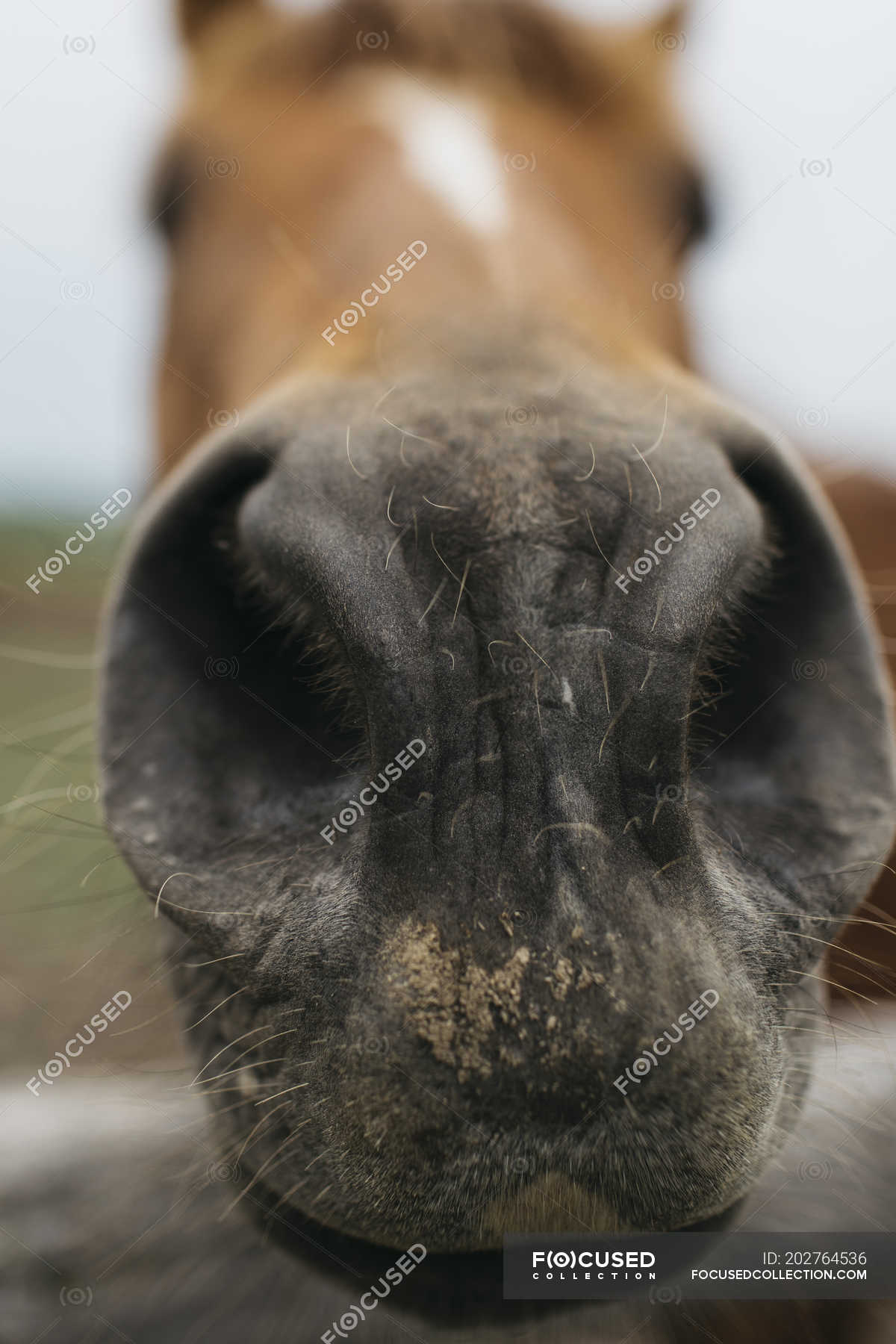 Cavalo imagem de stock. Imagem de cara, narina, fazenda - 6029893