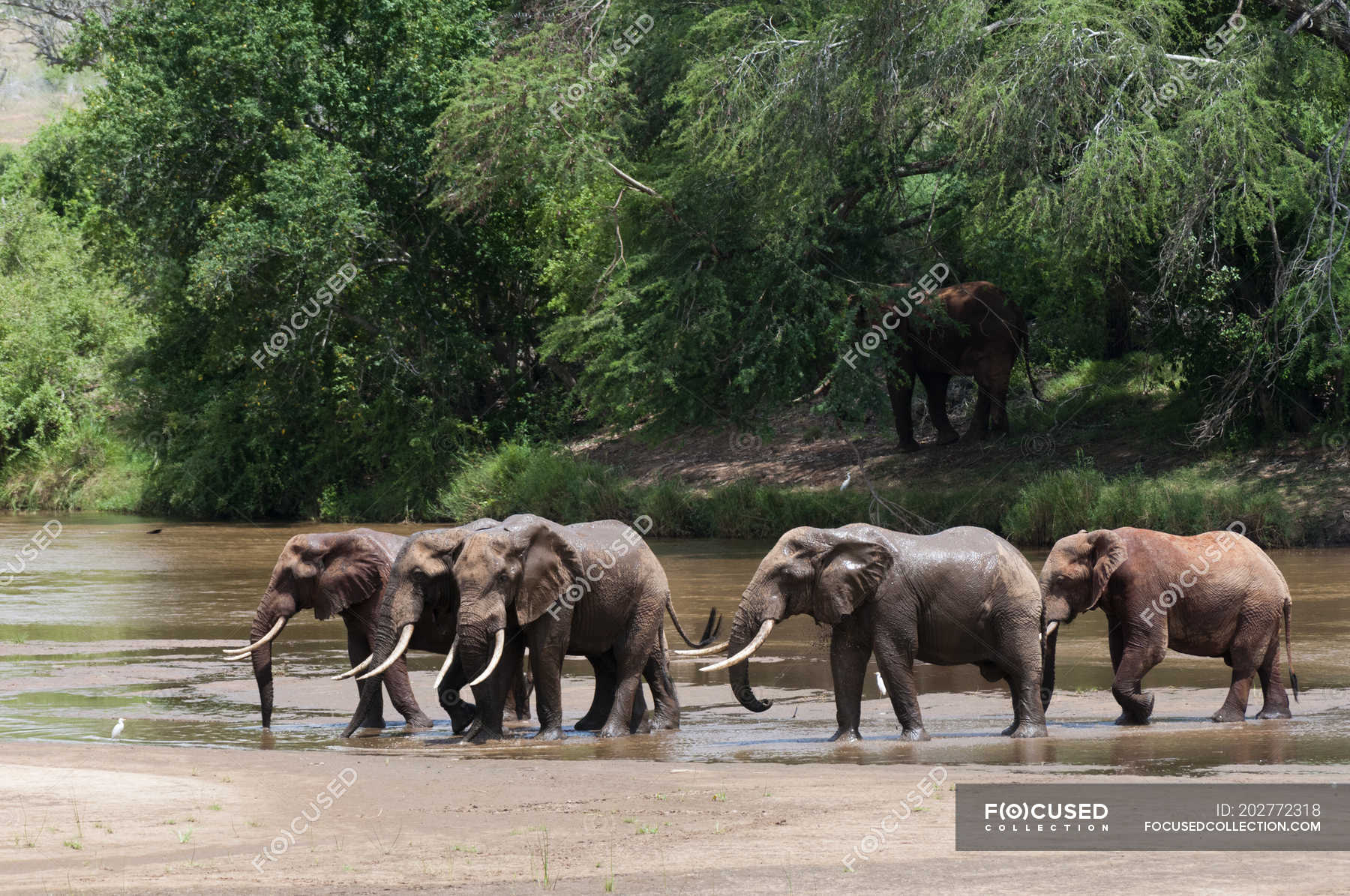 Elephants Crossing River In Tsavo East National Park Kenya — Travel