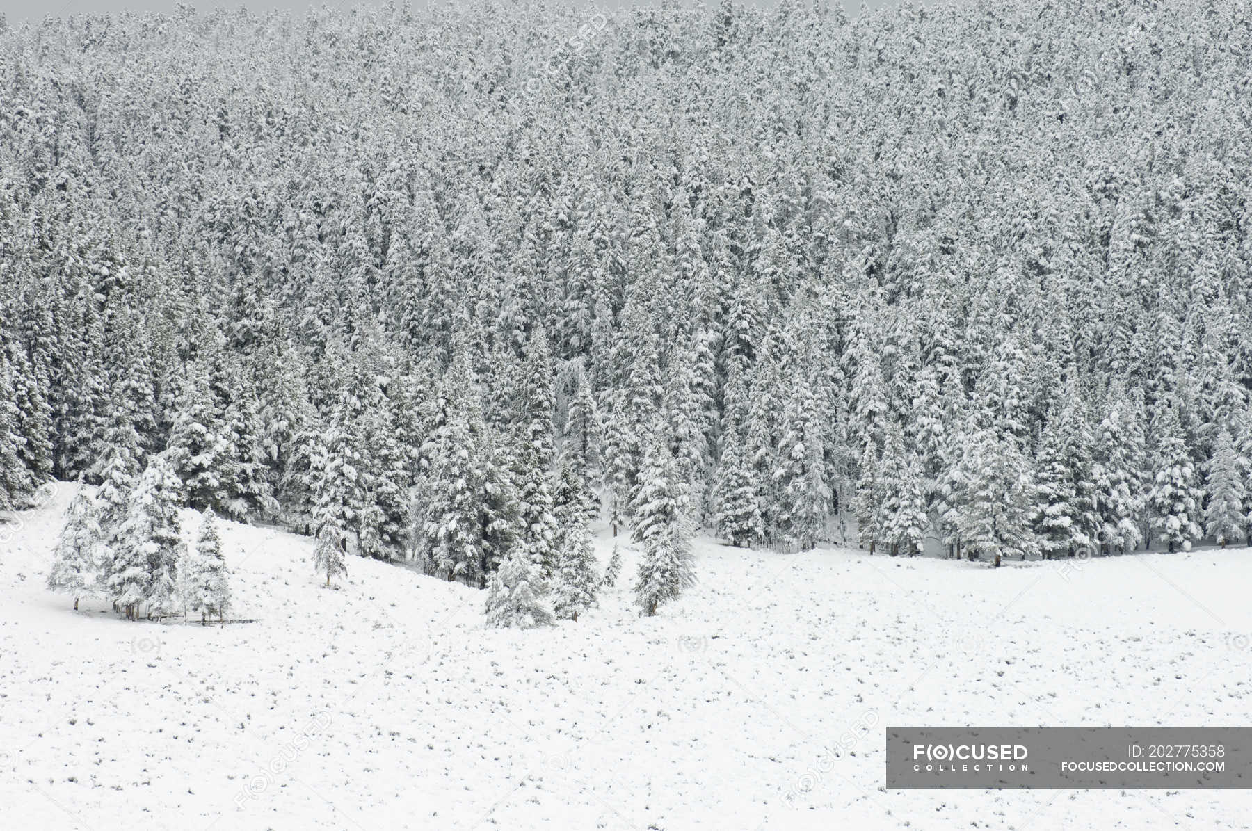 Forest after snowfall, Yellowstone National Park, Wyoming, USA
