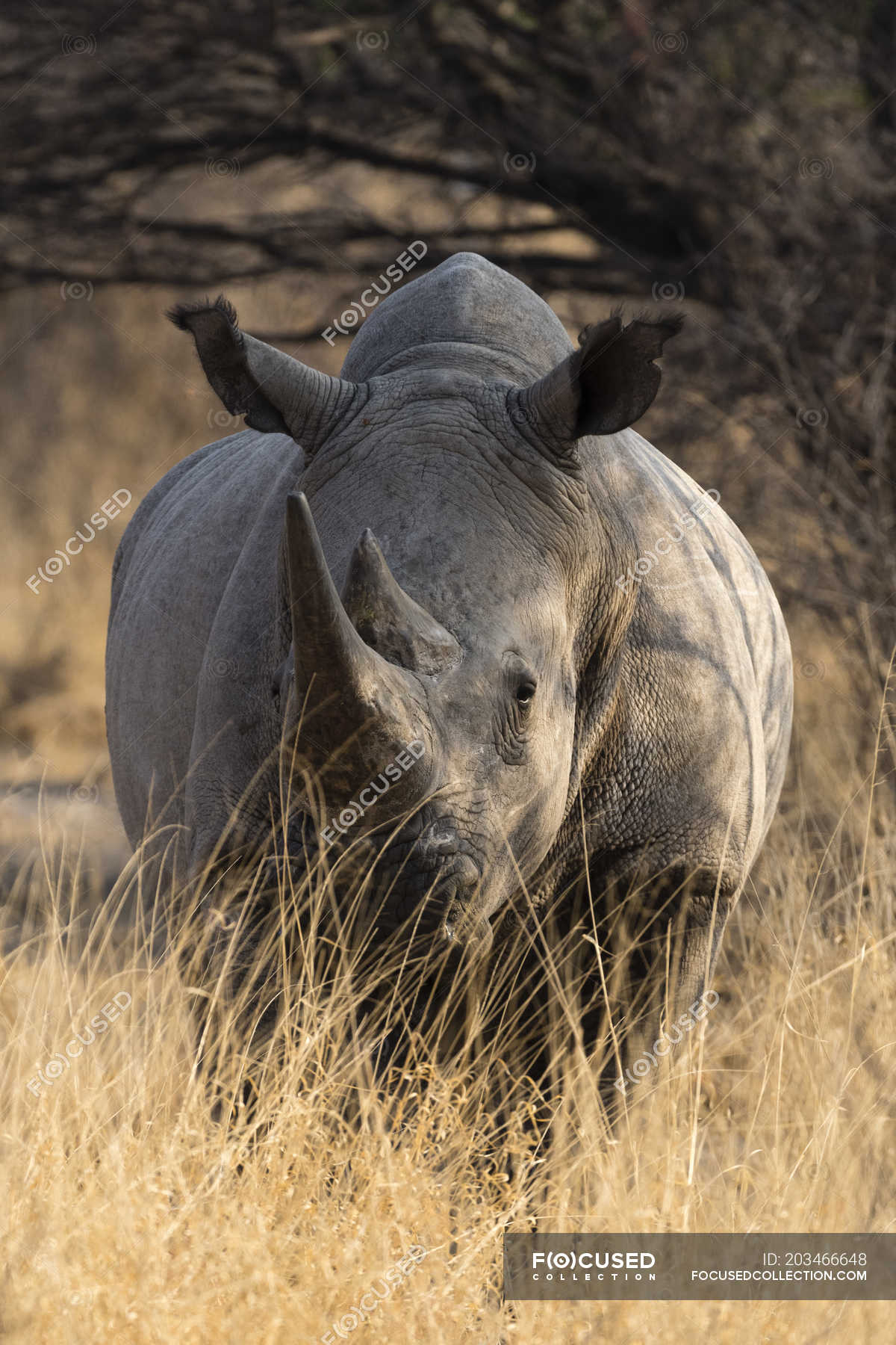 white rhino license cost