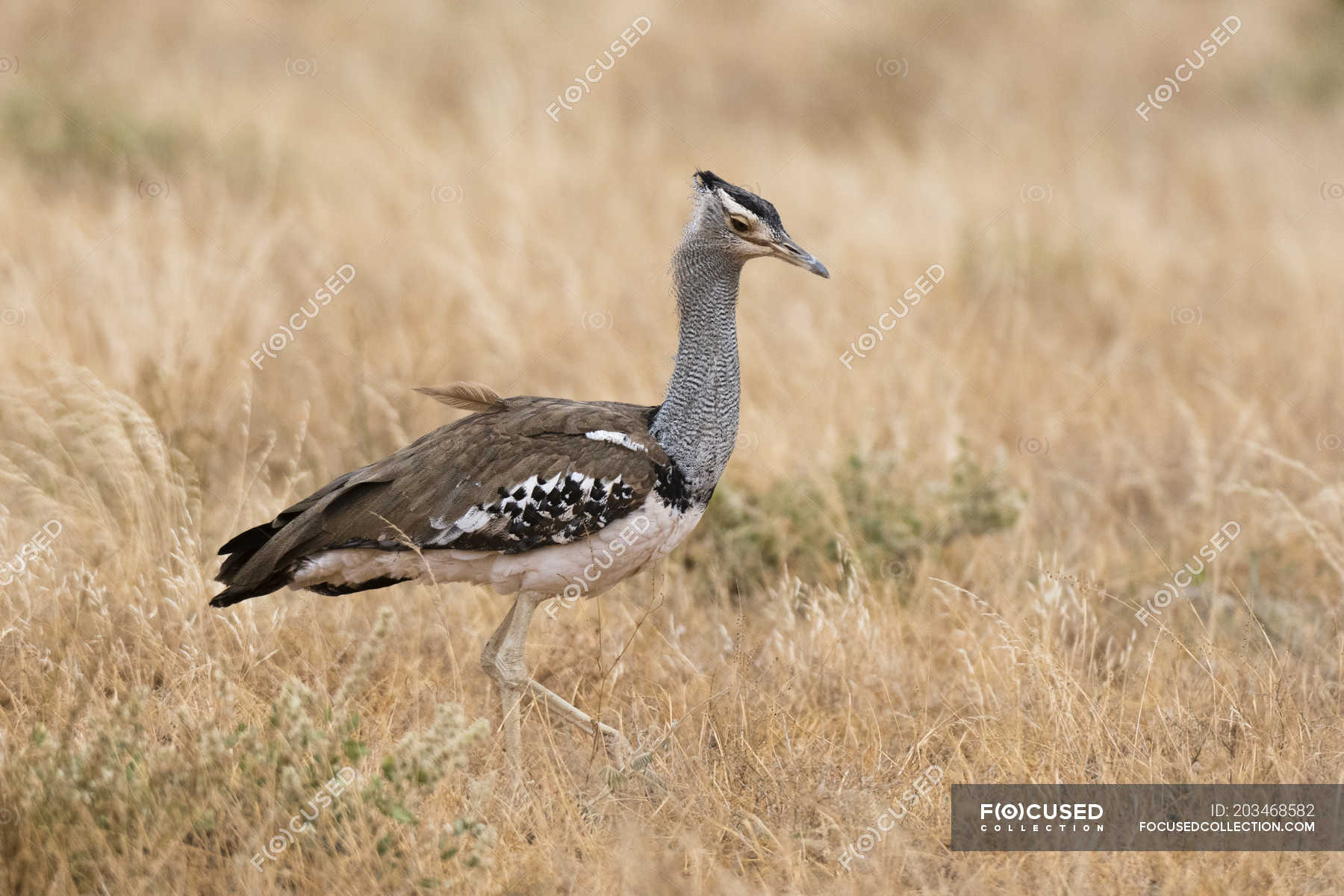 Side View Of Kori Bustard Bird On Grass Samburu National Reserve Kenya Environmental Issue One Stock Photo