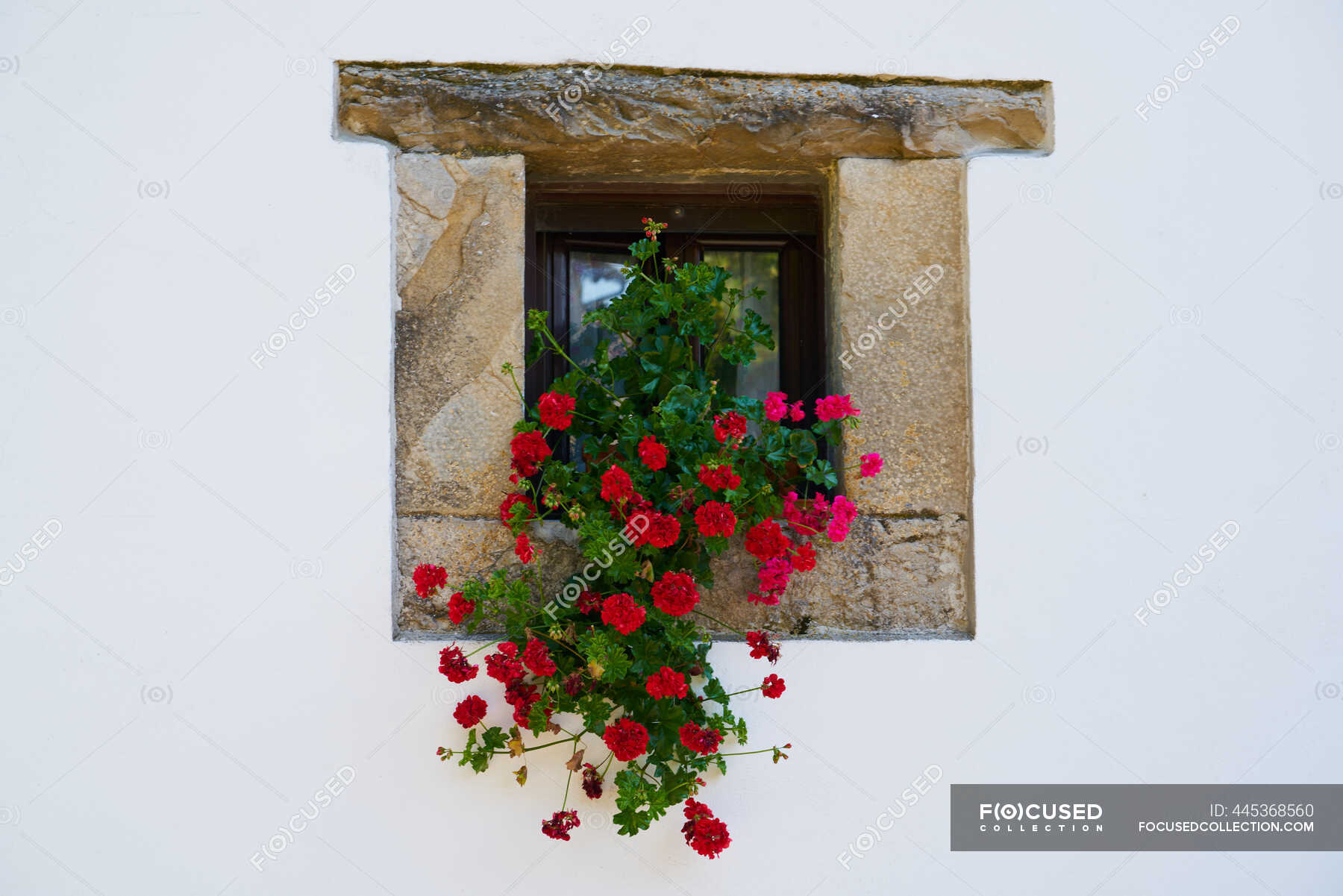 Plant with red flowers on window ledge — residential structure, stone Stock Photo 445368560