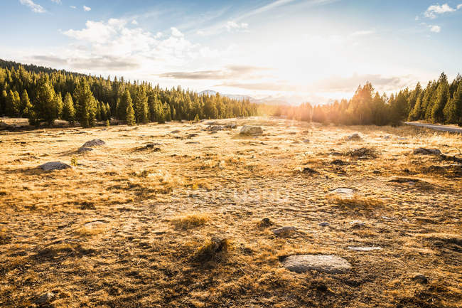 Meadow and forest at sunset — Stock Photo