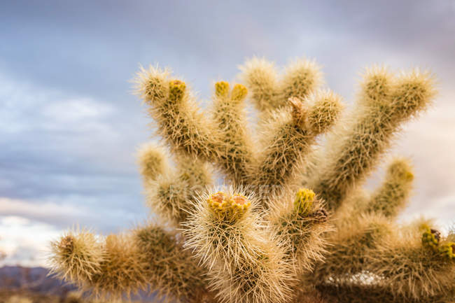 Kaktus im Joschua-Baum-Nationalpark — Stockfoto